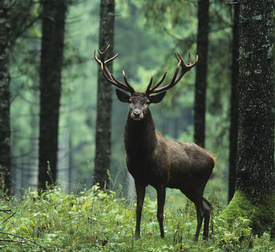 New York Nature Photography Awards