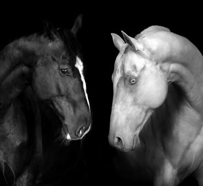 New York Black & White Photography Awards