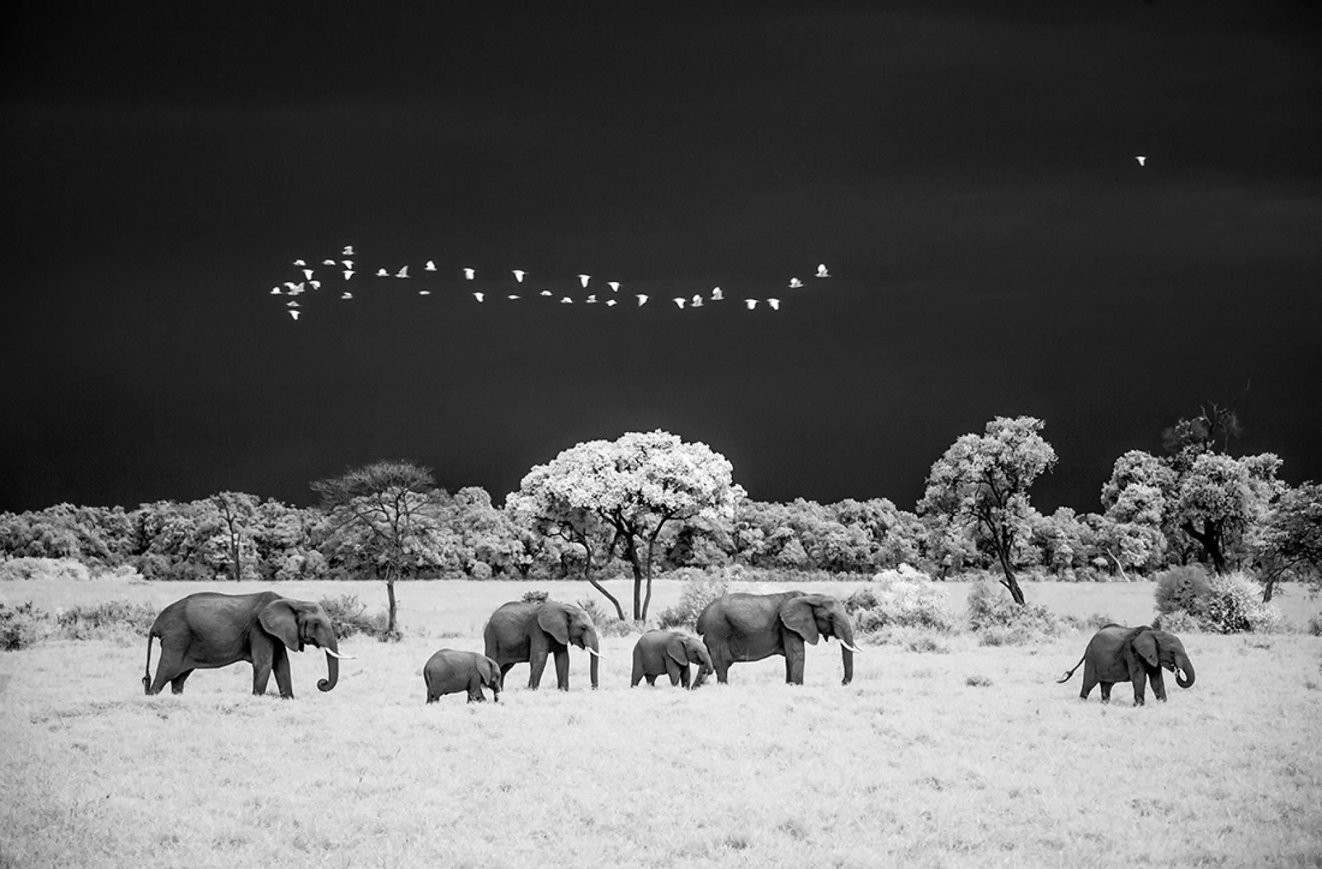 New York Photography Awards Winner - Infared Serengeti Wildlife
