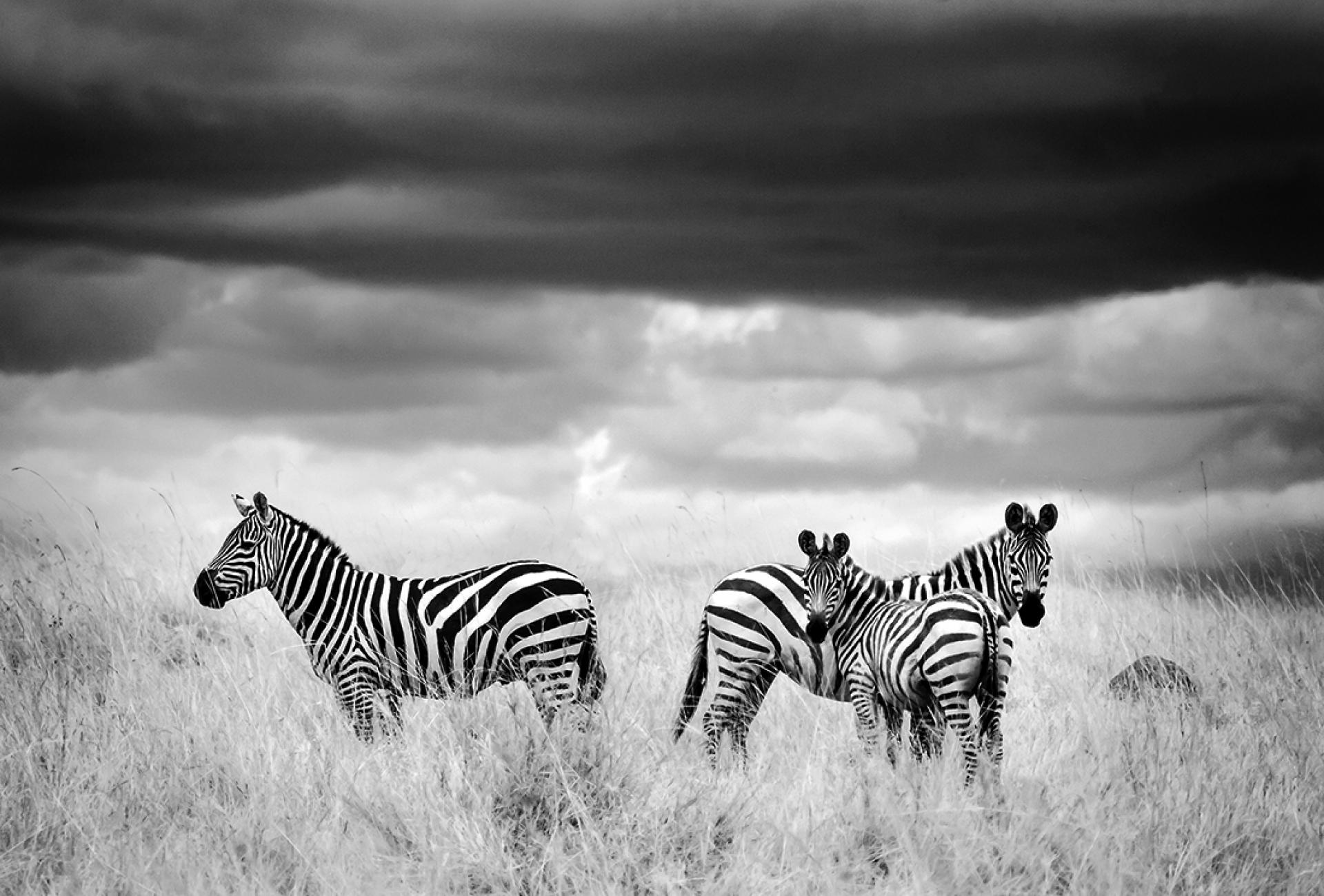 New York Photography Awards Winner - Infared Serengeti Wildlife
