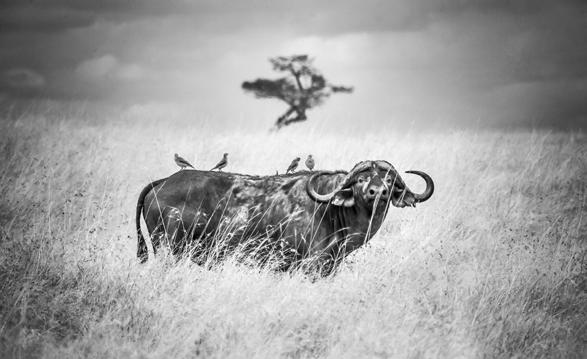 New York Photography Awards Winner - Infared Serengeti Wildlife