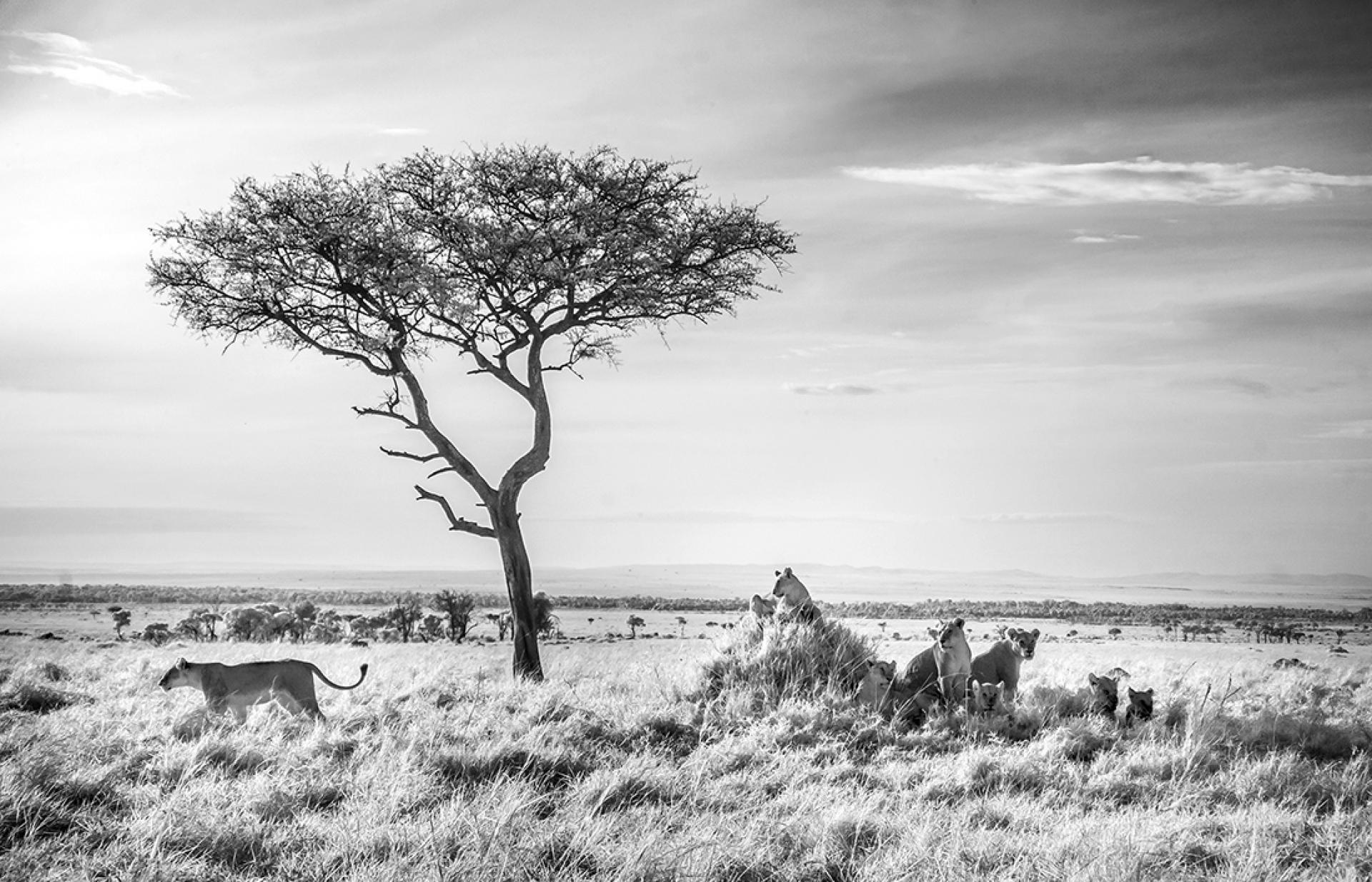 New York Photography Awards Winner - Infared Serengeti Wildlife