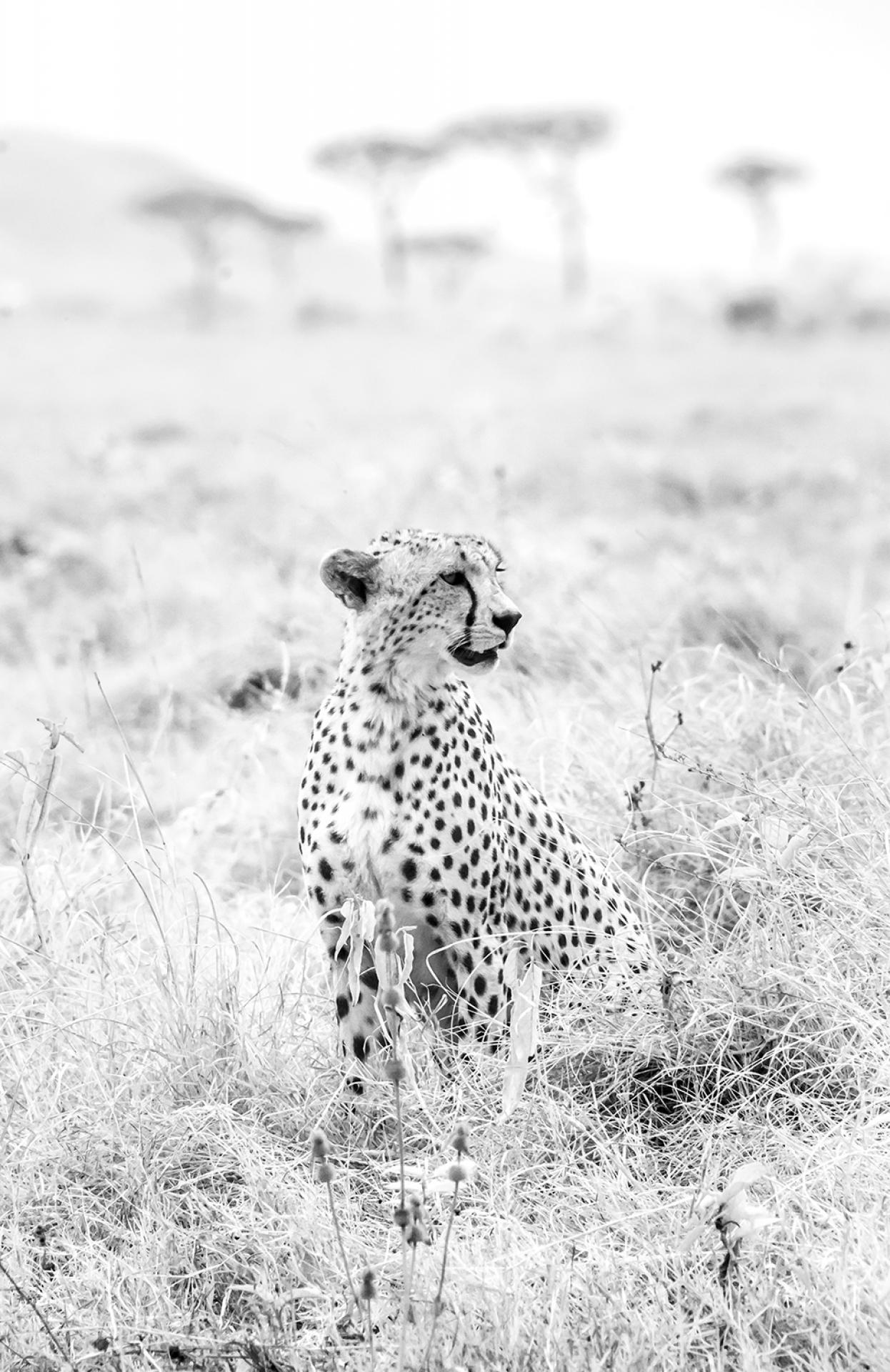 New York Photography Awards Winner - Infared Serengeti Wildlife