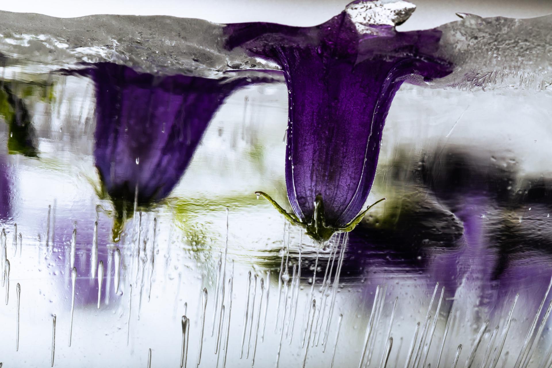 New York Photography Awards Winner - Flowers in crystal clear ice