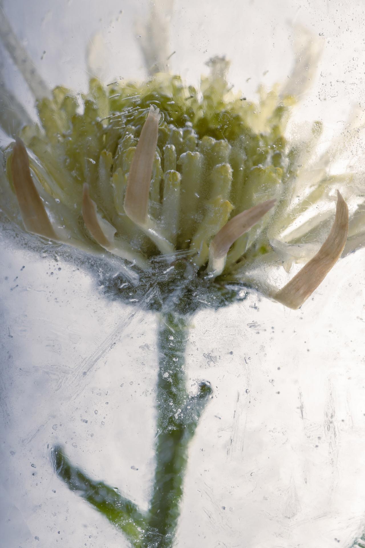 New York Photography Awards Winner - Flowers in crystal clear ice