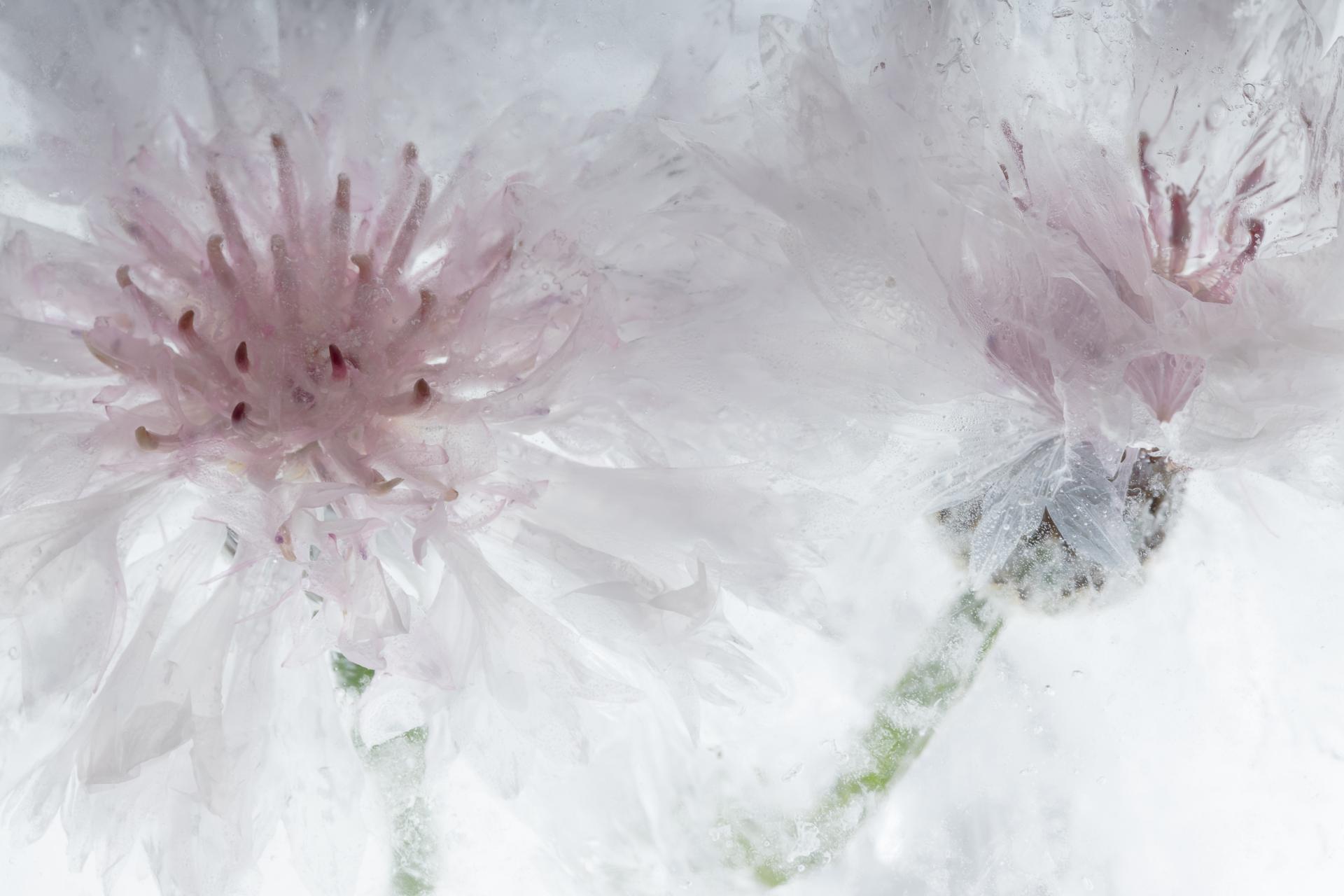 New York Photography Awards Winner - Flowers in crystal clear ice