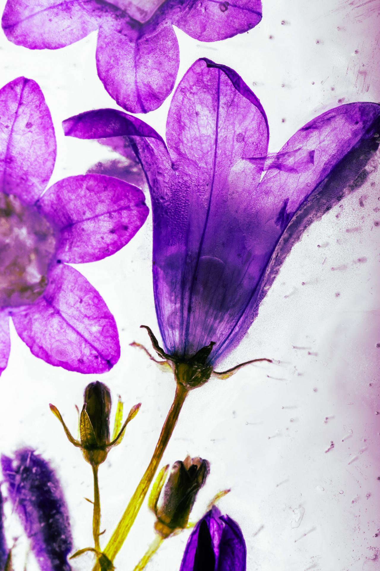 New York Photography Awards Winner - Flowers in crystal clear ice
