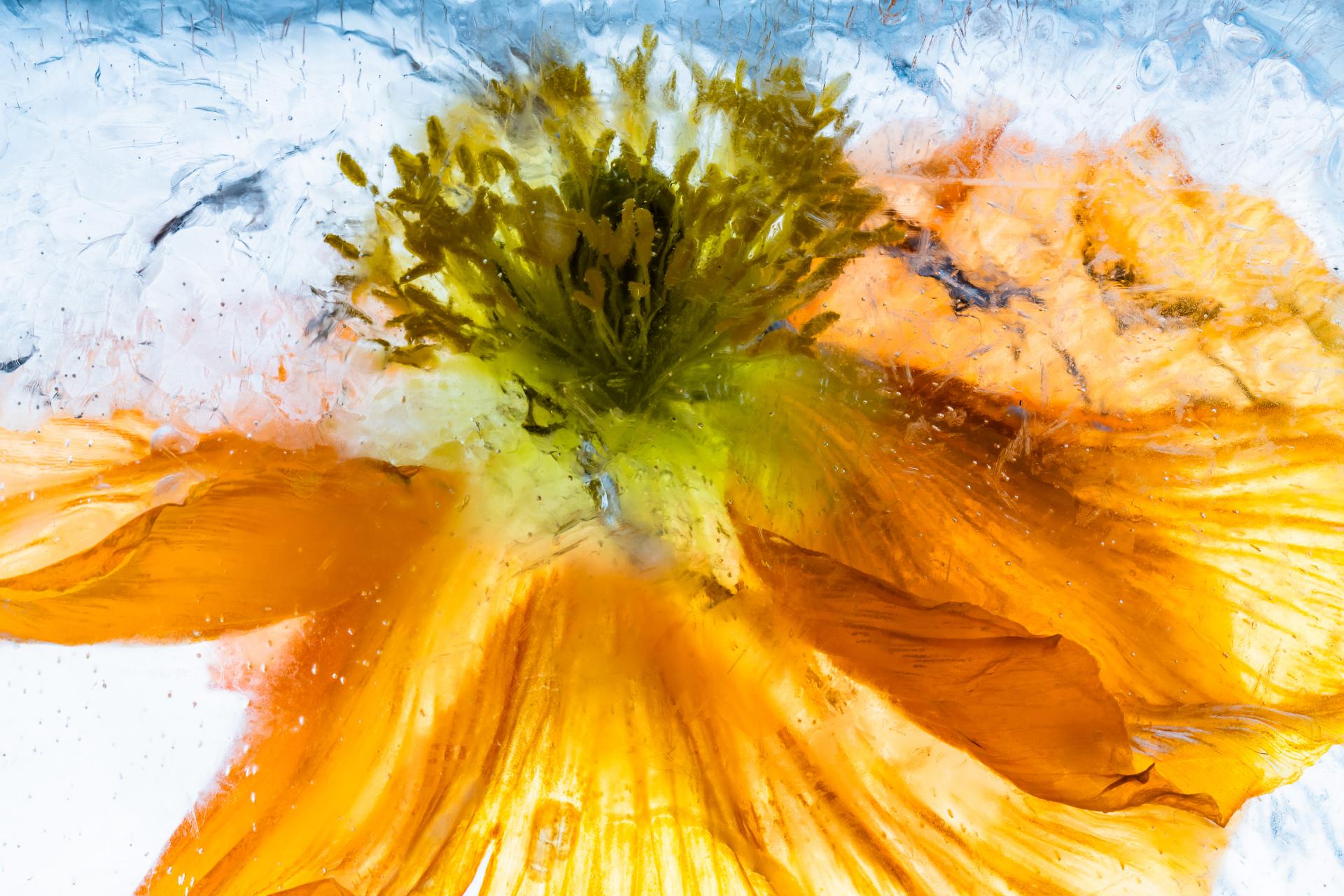 New York Photography Awards Winner - Flowers in crystal clear ice