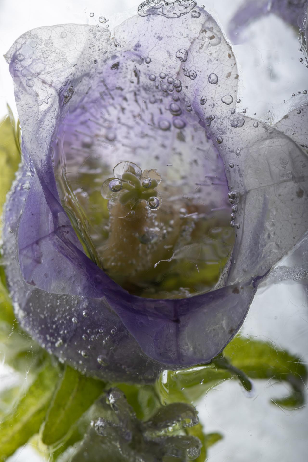 New York Photography Awards Winner - Flowers in crystal clear ice