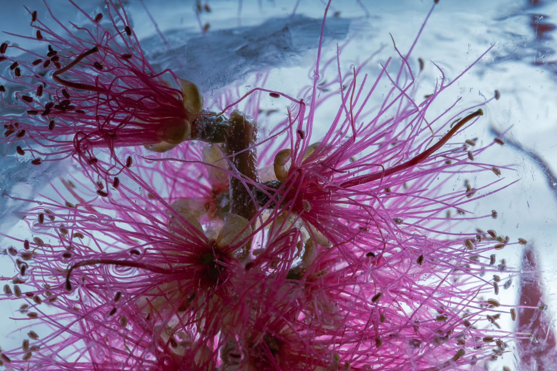 New York Photography Awards Winner - Flowers in crystal clear ice
