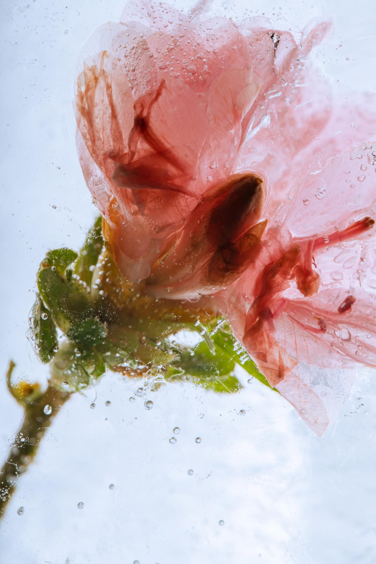 New York Photography Awards Winner - Flowers in crystal clear ice