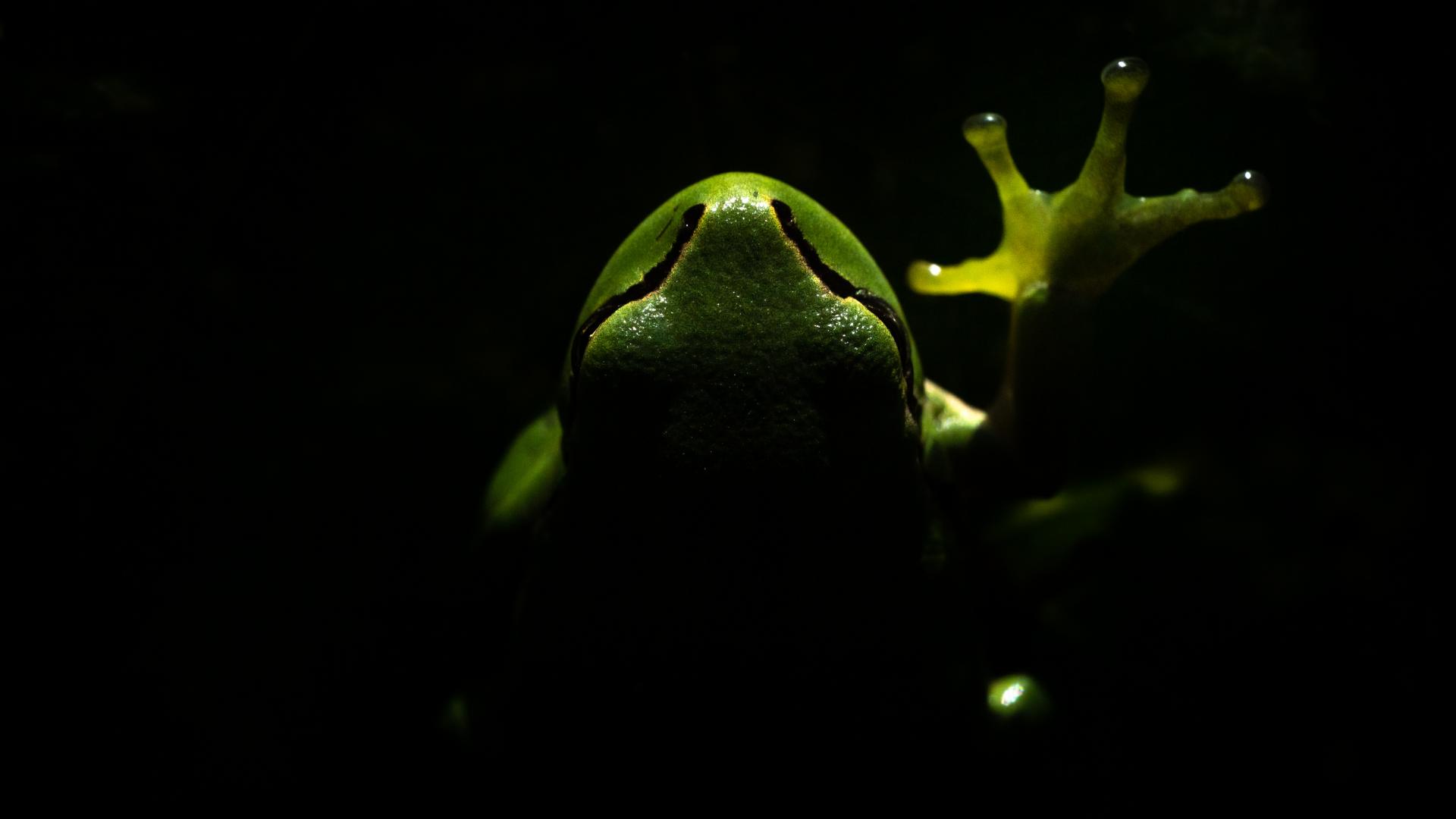 New York Photography Awards Winner - Green Step Forward