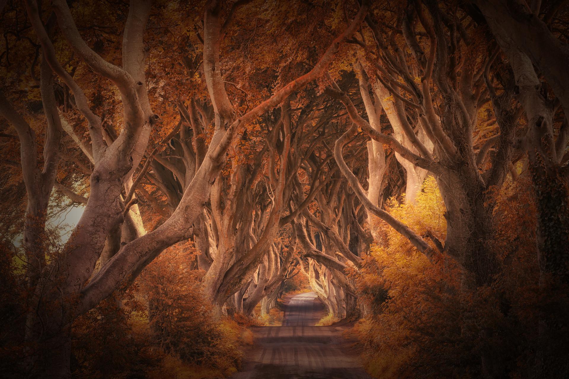 New York Photography Awards Winner - the dark hedges