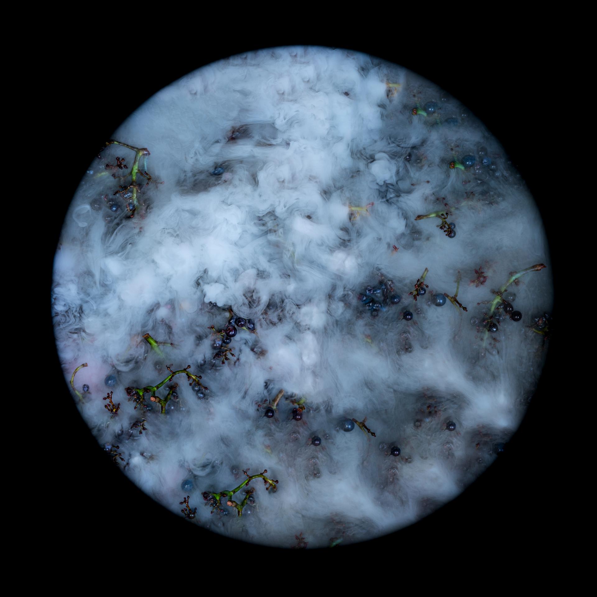 New York Photography Awards Winner - From Grape to Stars