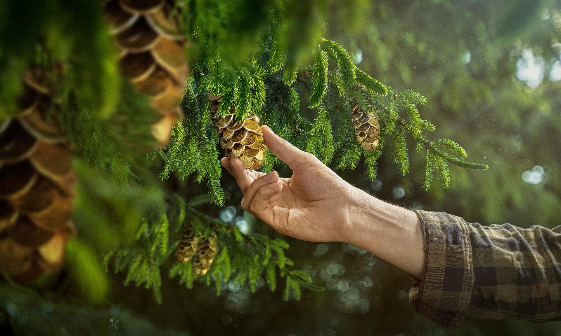 New York Photography Awards Winner - The Best For Your Forest