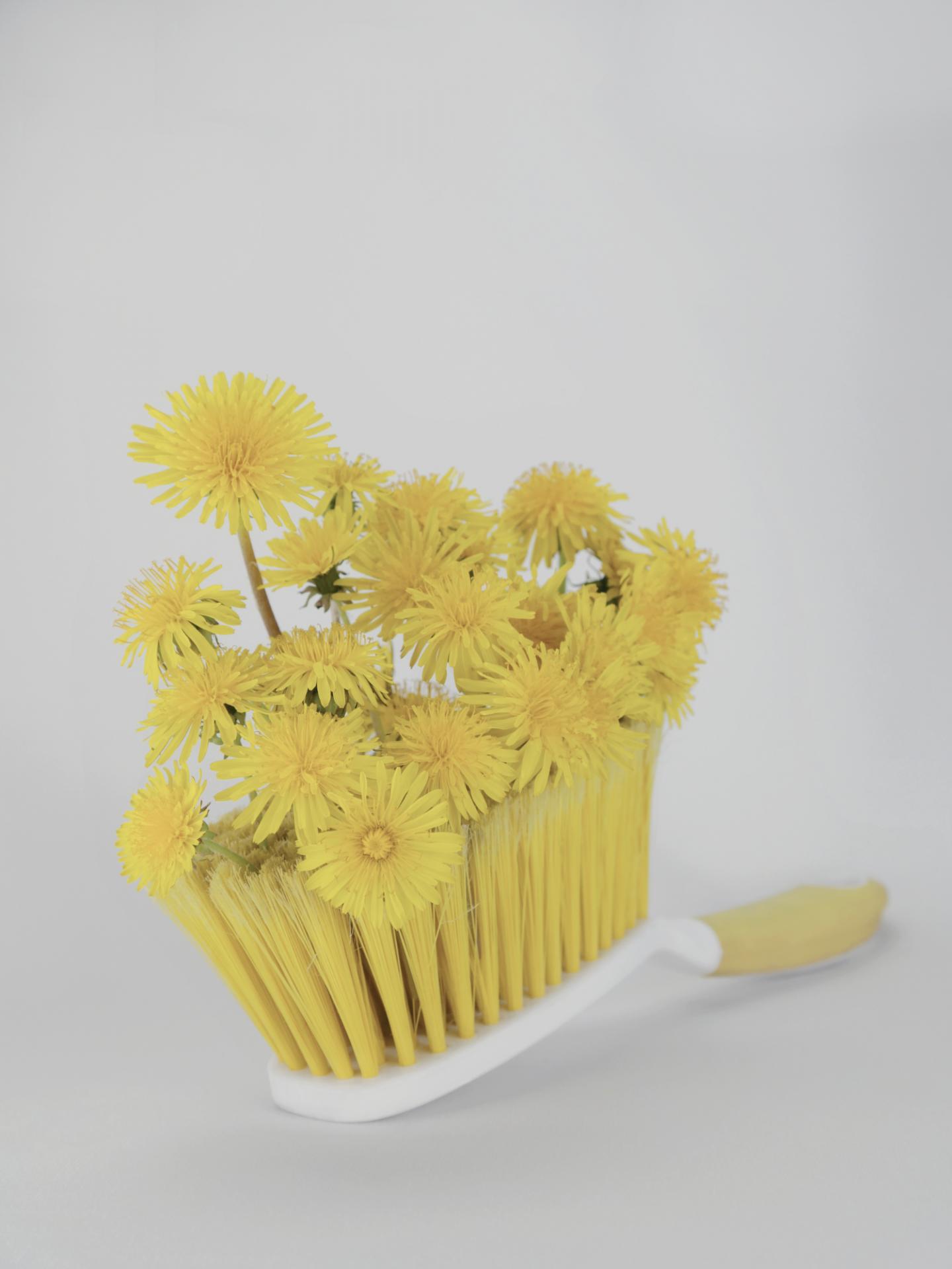 New York Photography Awards Winner - Corona Botanics