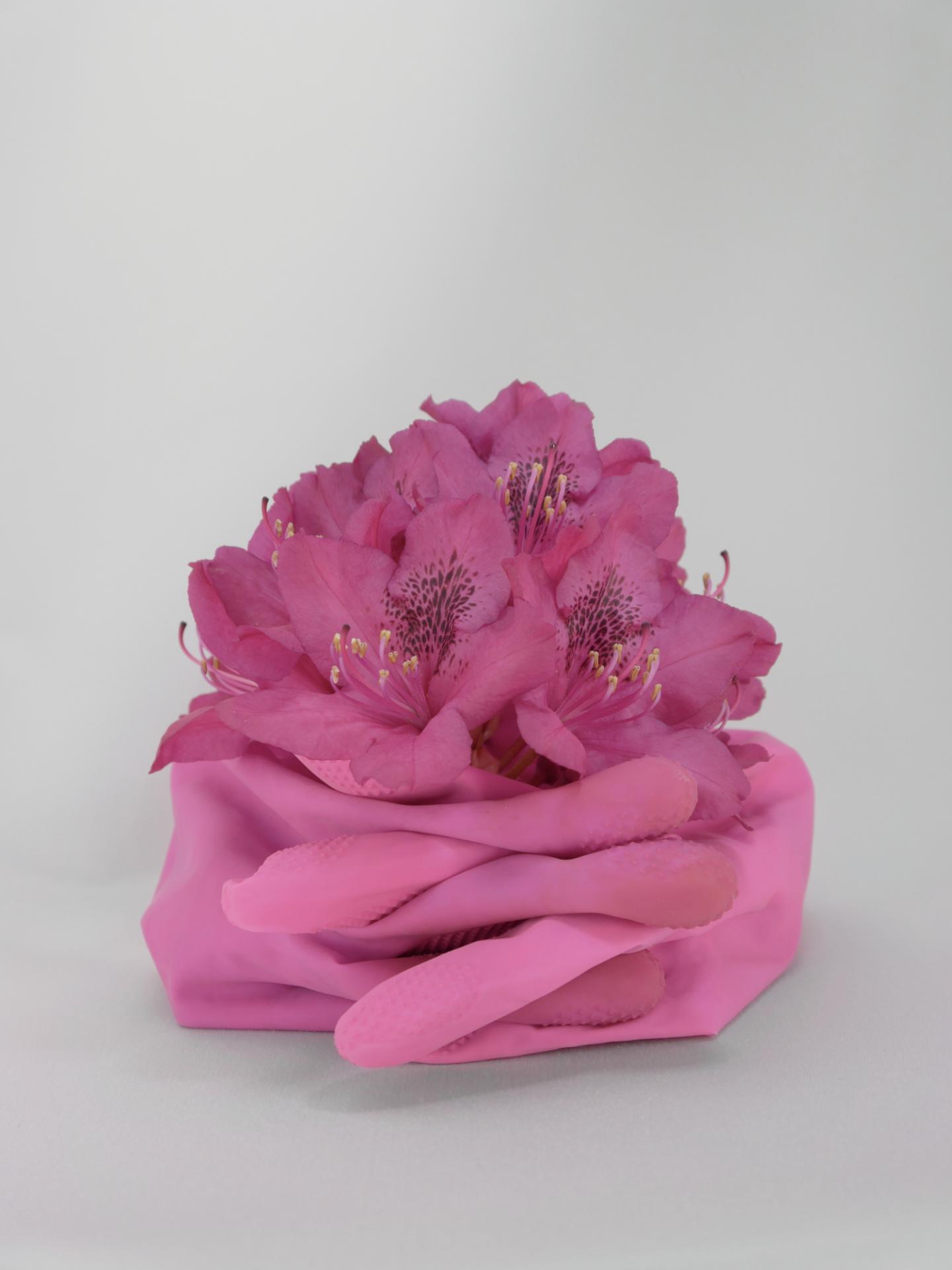 New York Photography Awards Winner - Corona Botanics