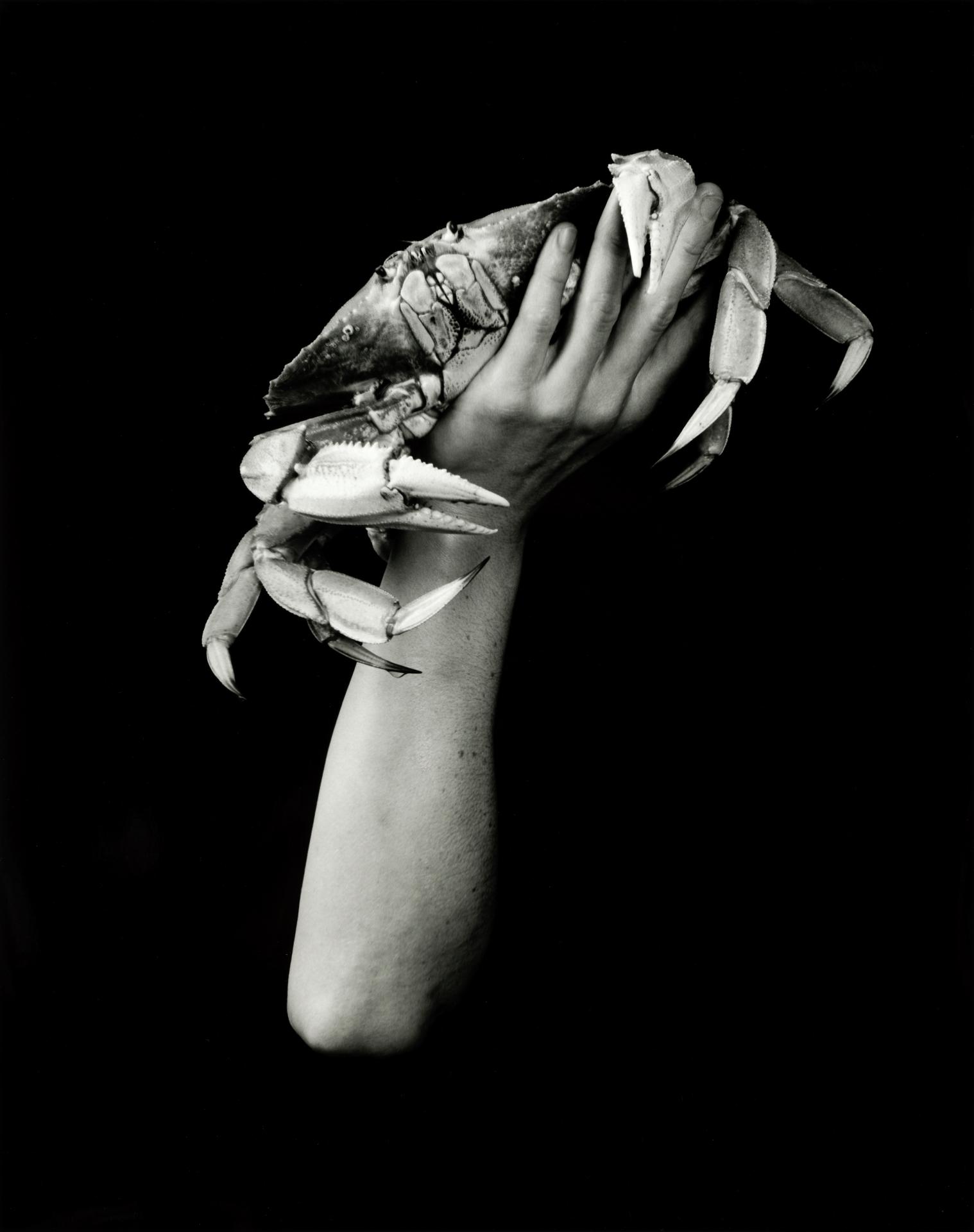 New York Photography Awards Winner - Feast