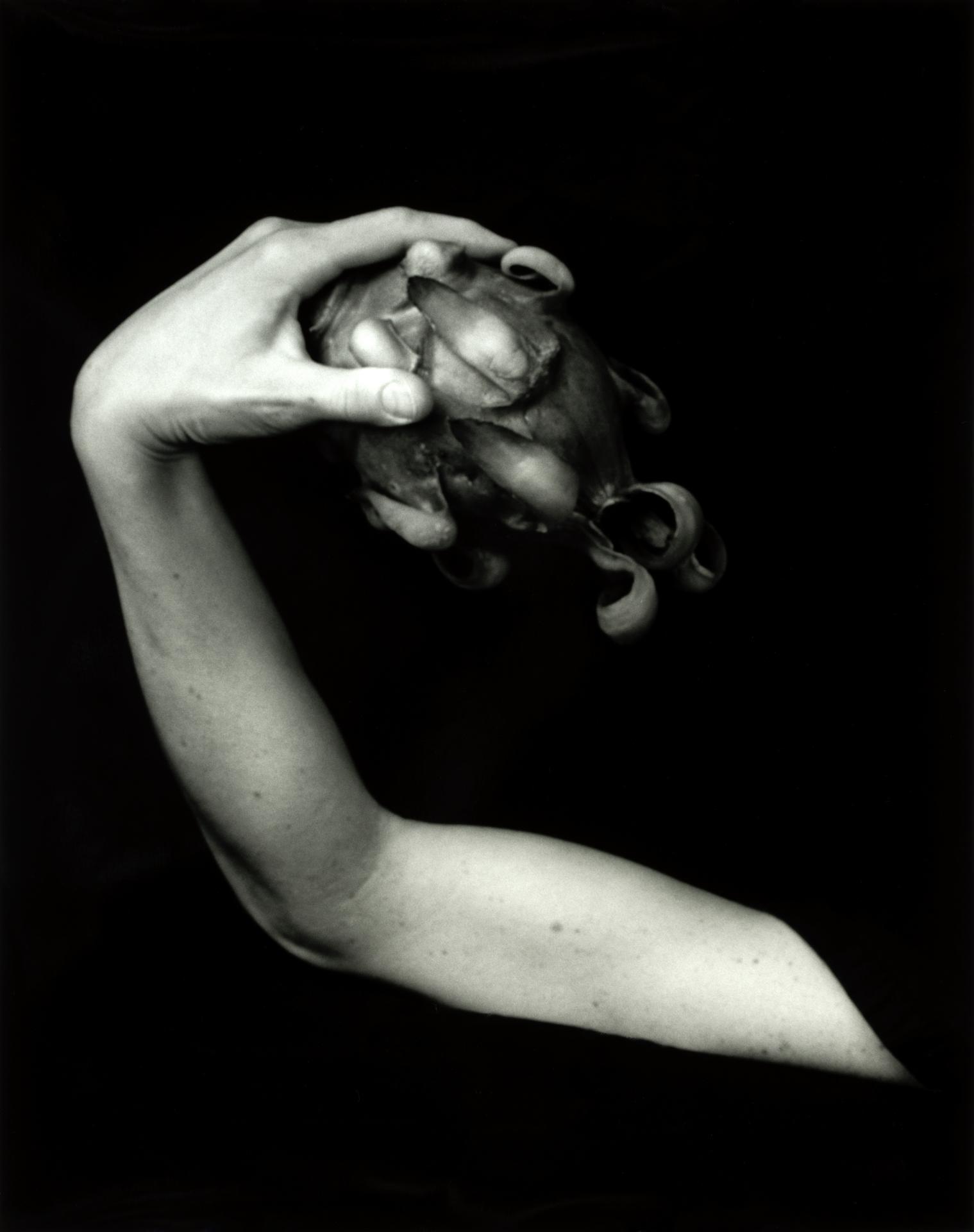 New York Photography Awards Winner - Feast