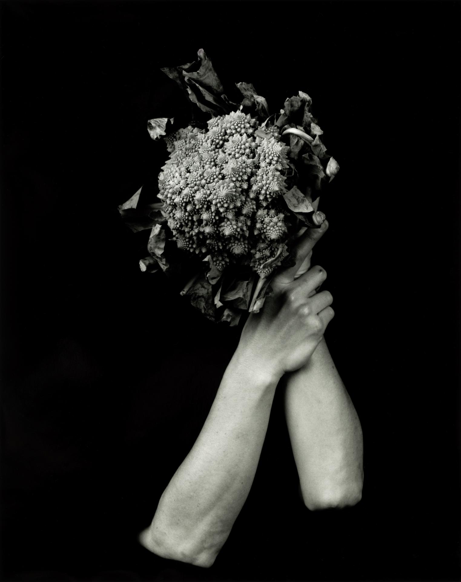 New York Photography Awards Winner - Feast