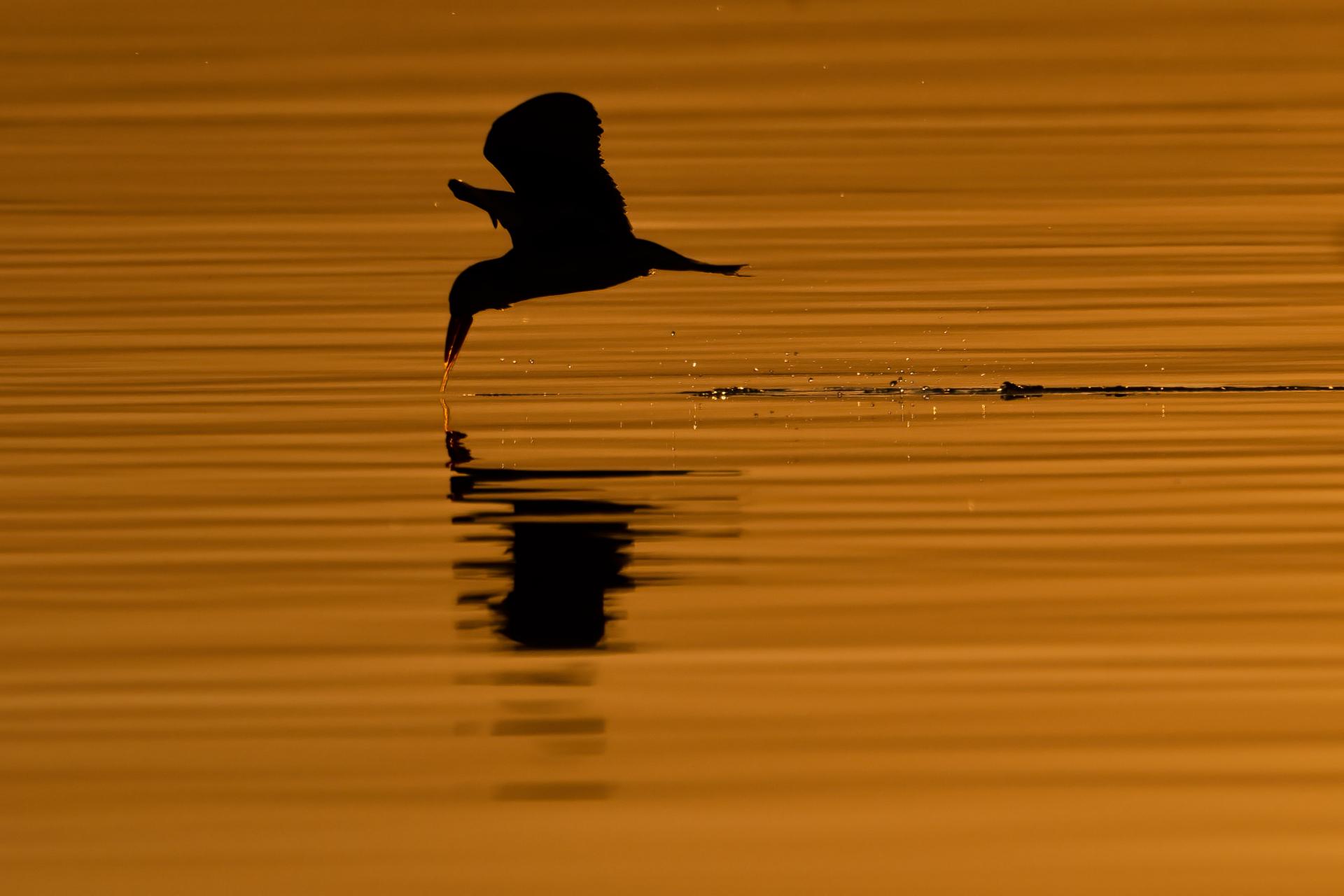 New York Photography Awards Winner - Sunset Skimmer