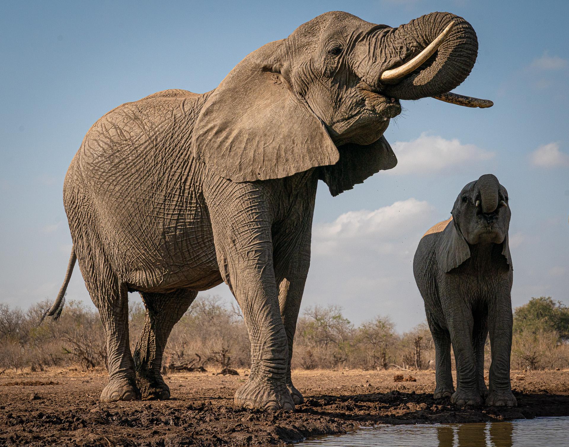 New York Photography Awards Winner - The Matriarch