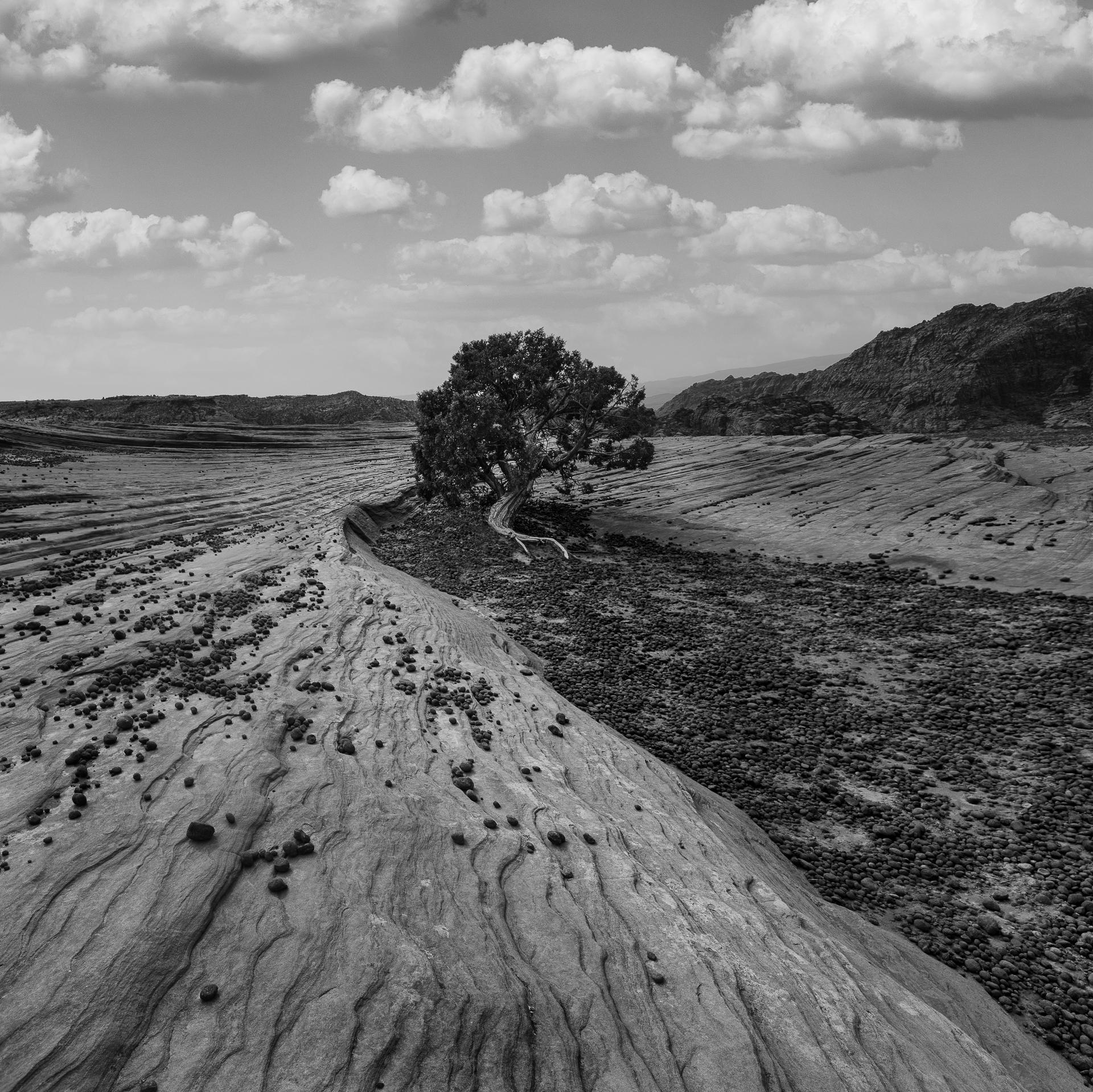 New York Photography Awards Winner - River Rock Tree