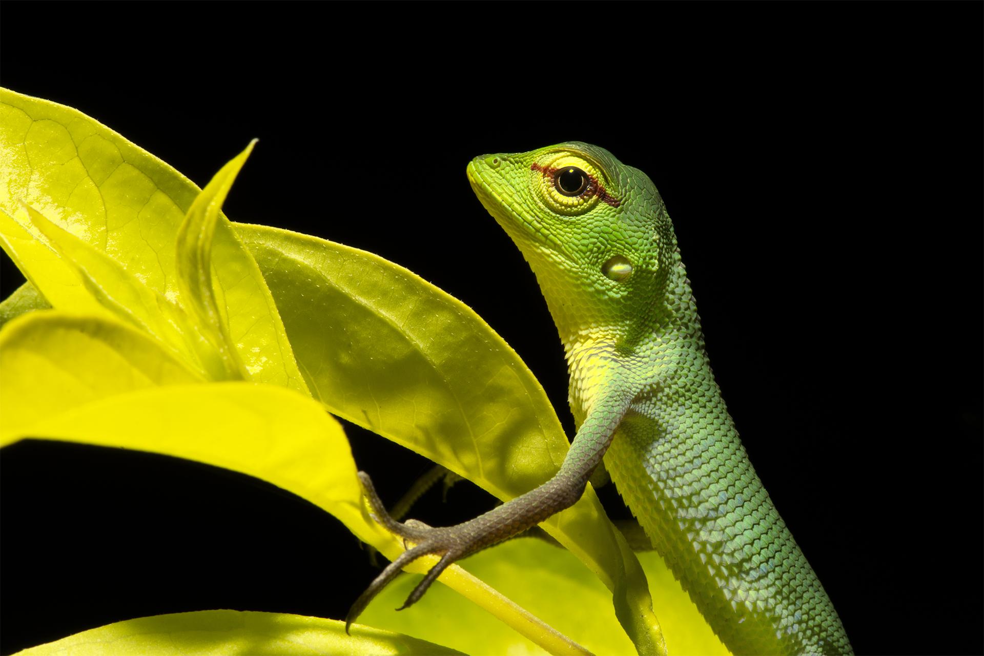 New York Photography Awards Winner - Prefect camouflage