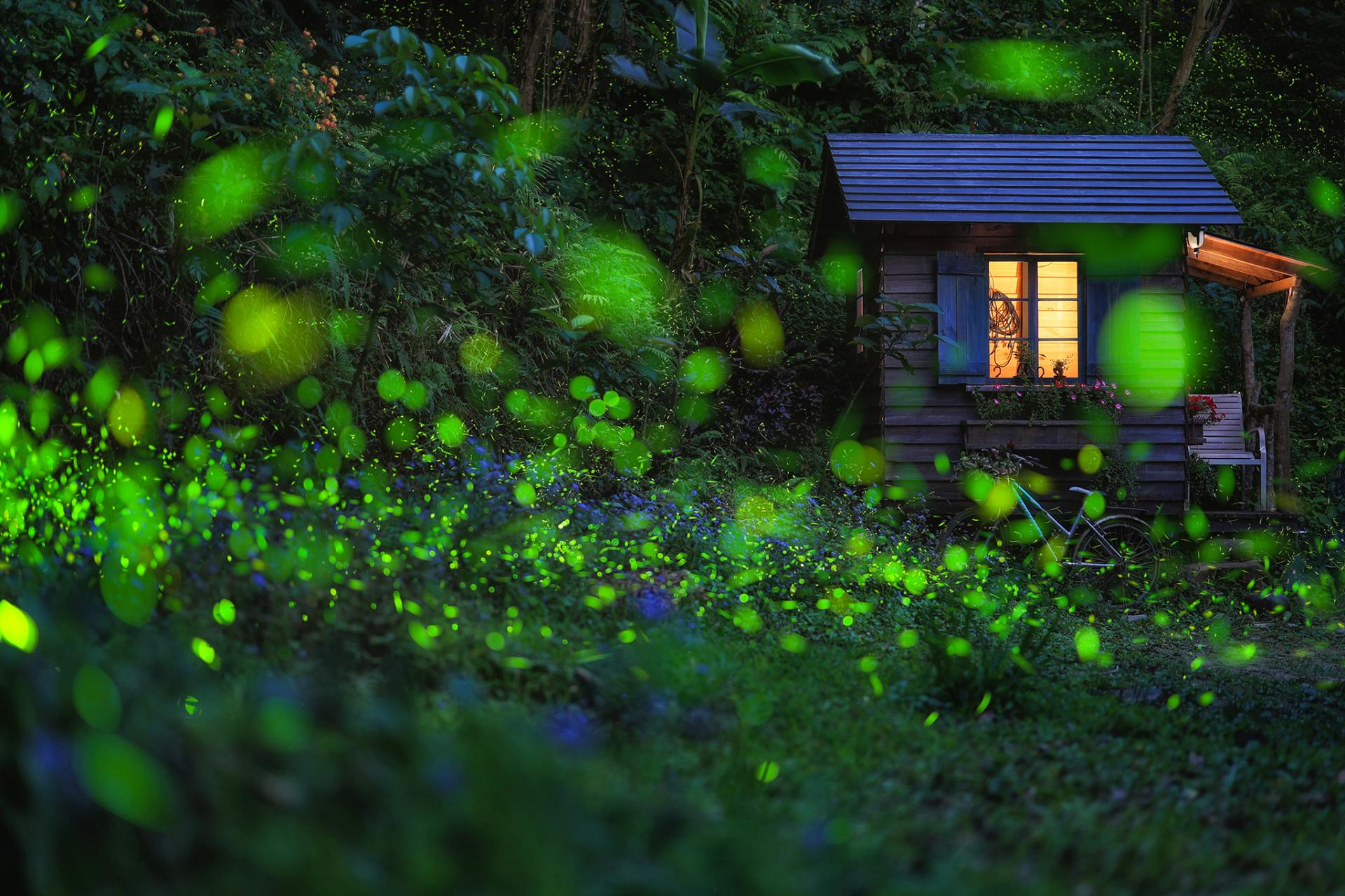 New York Photography Awards Winner - Firefly Hut