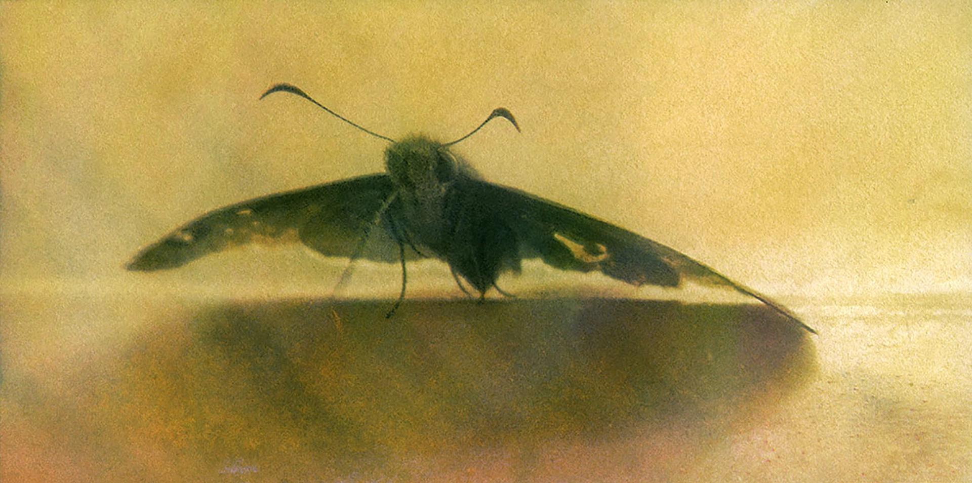 New York Photography Awards Winner - Butter Moth