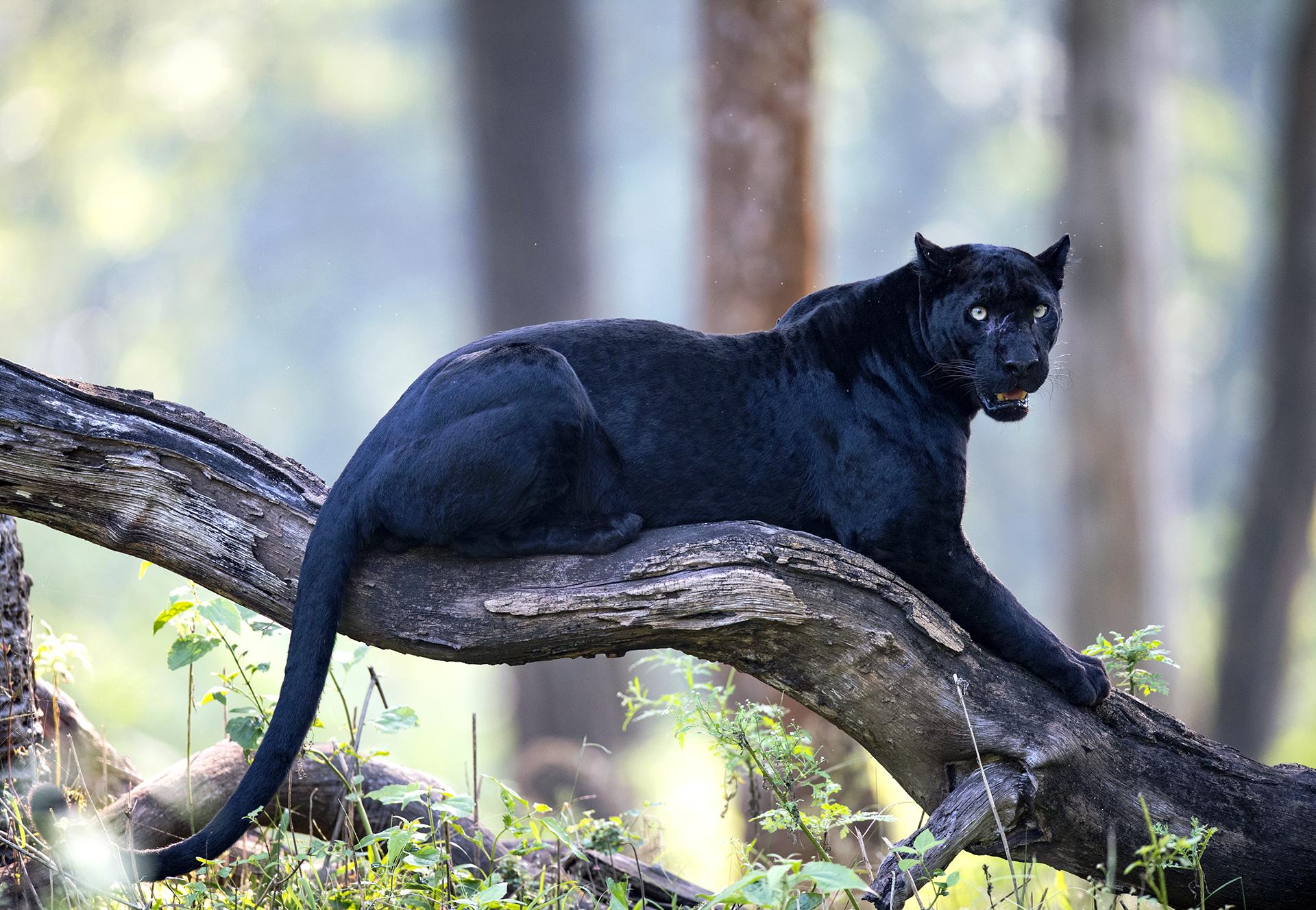 New York Photography Awards Winner - Black and Wild
