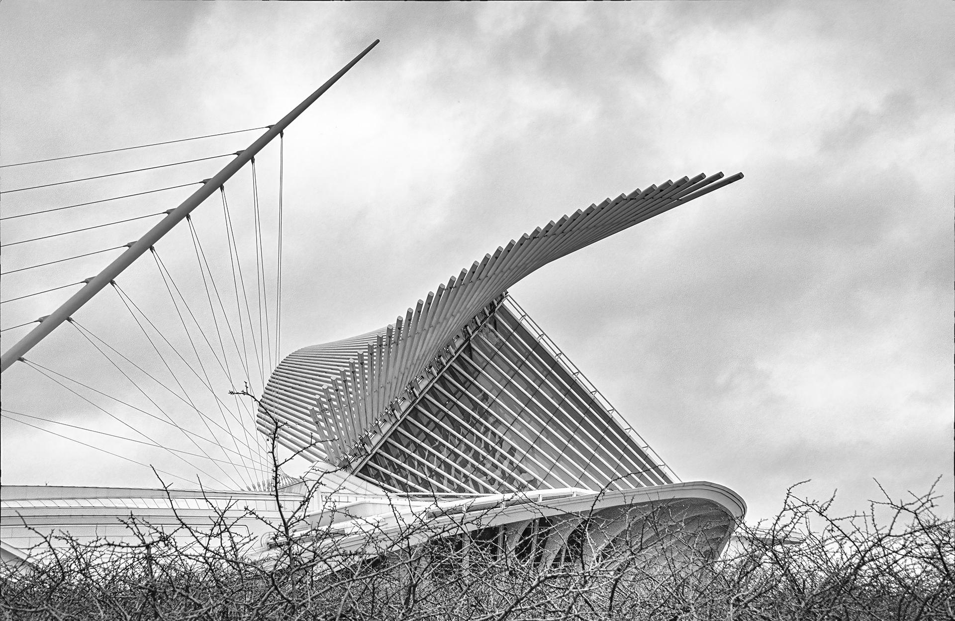 New York Photography Awards Winner - Taking Flight
