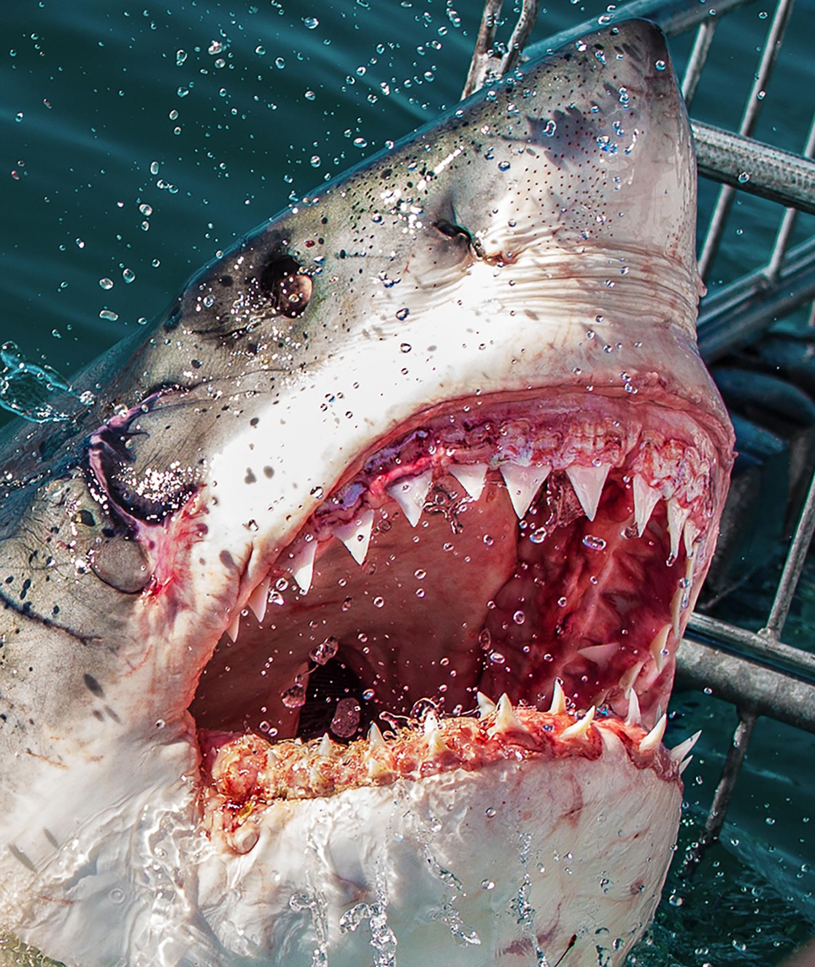 New York Photography Awards Winner - The White Shark
