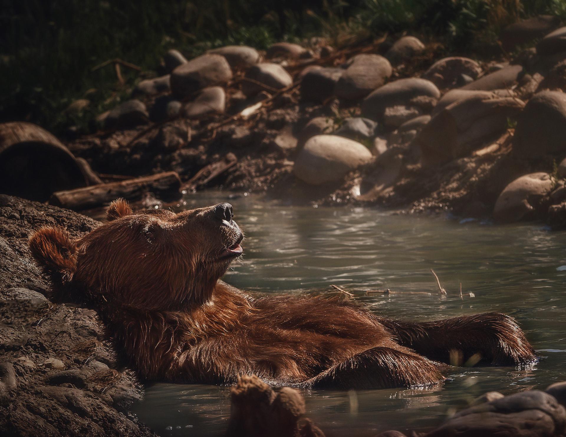 New York Photography Awards Winner - Bear Necessities