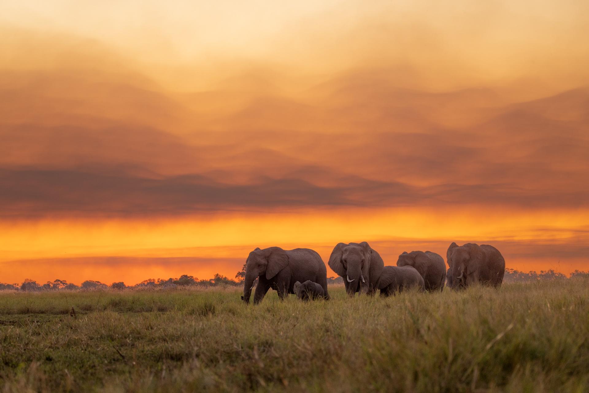 New York Photography Awards Winner - 'Golden' herd ...