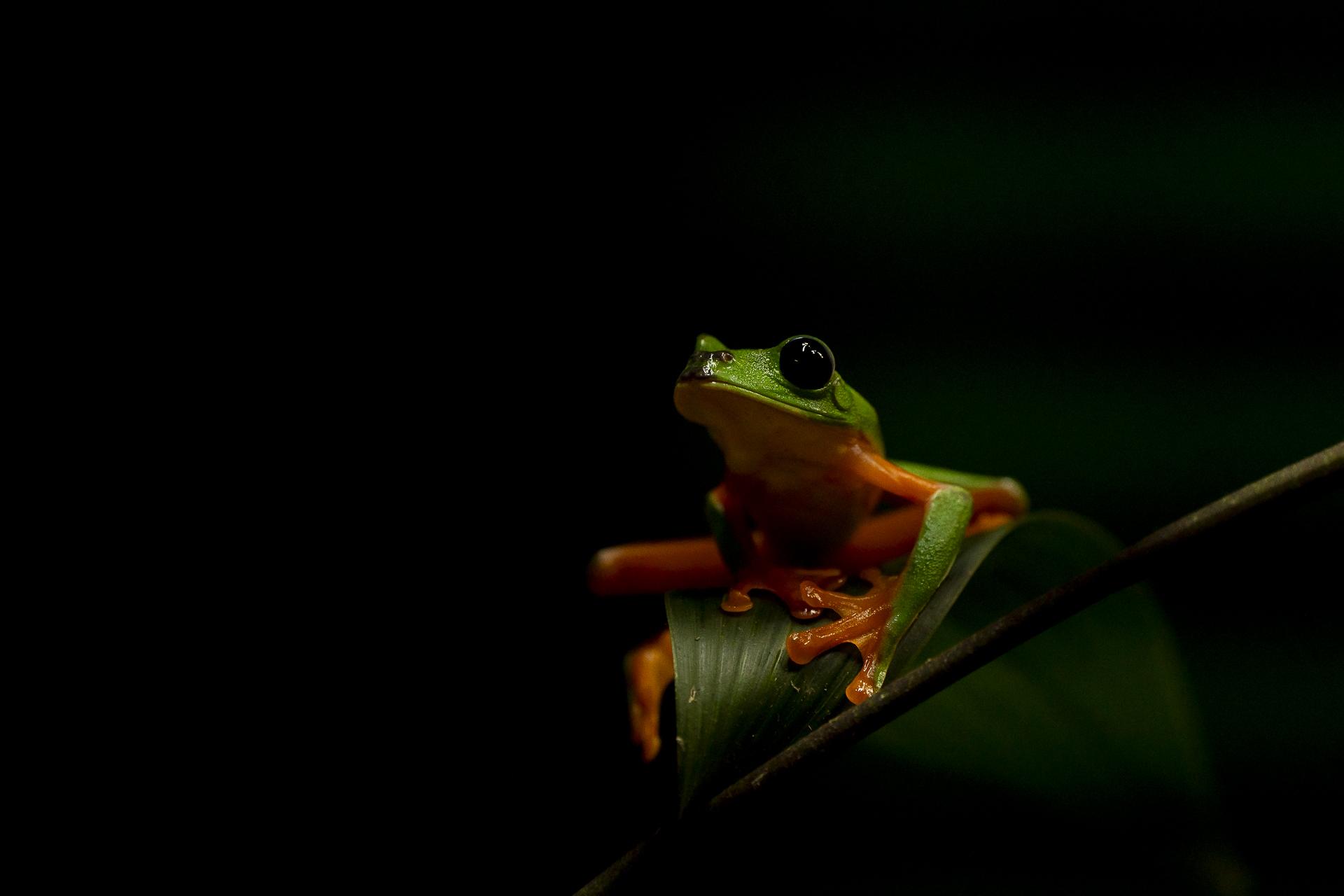 New York Photography Awards Winner - Froggy