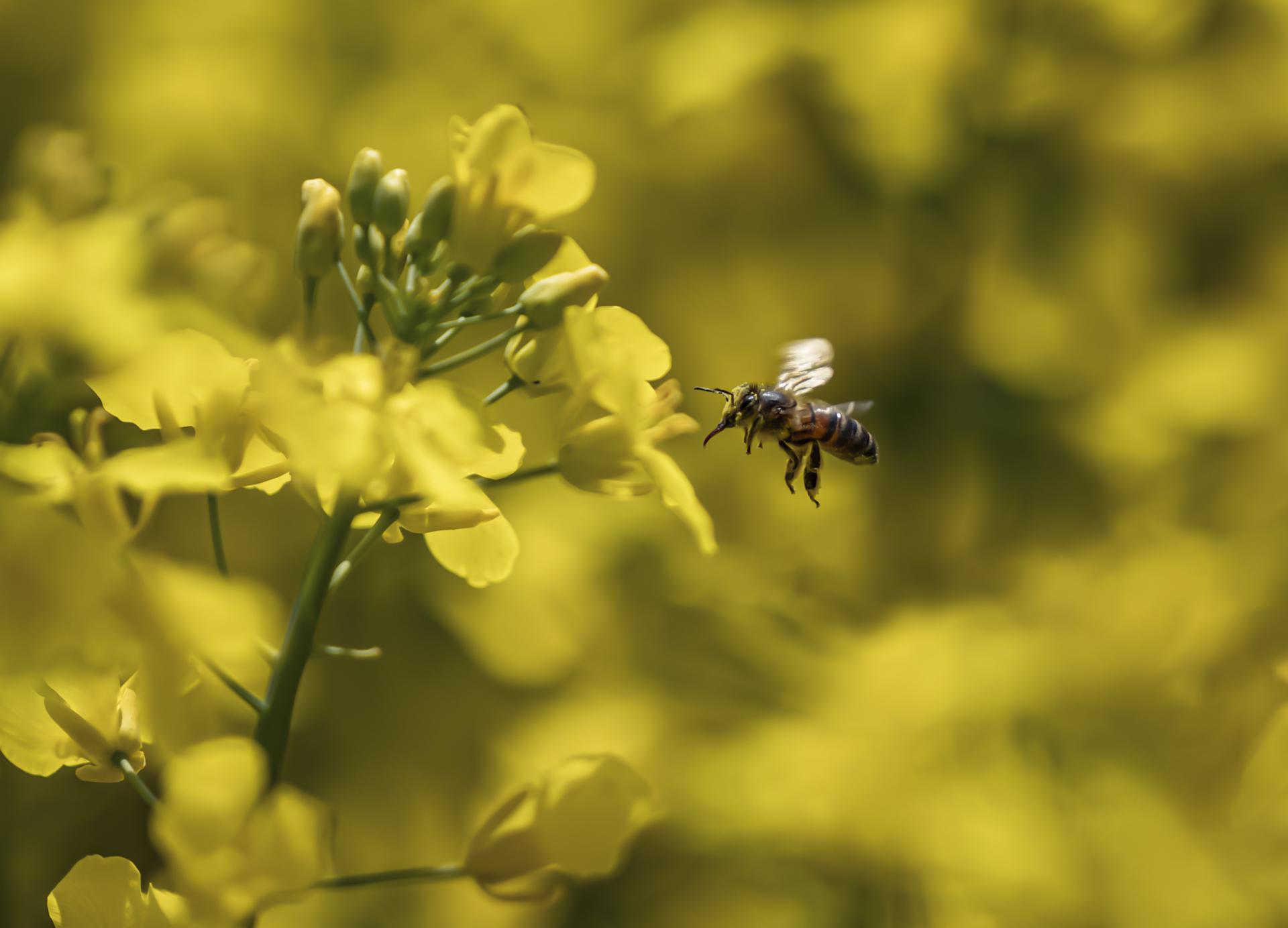 New York Photography Awards Winner - Bee at work