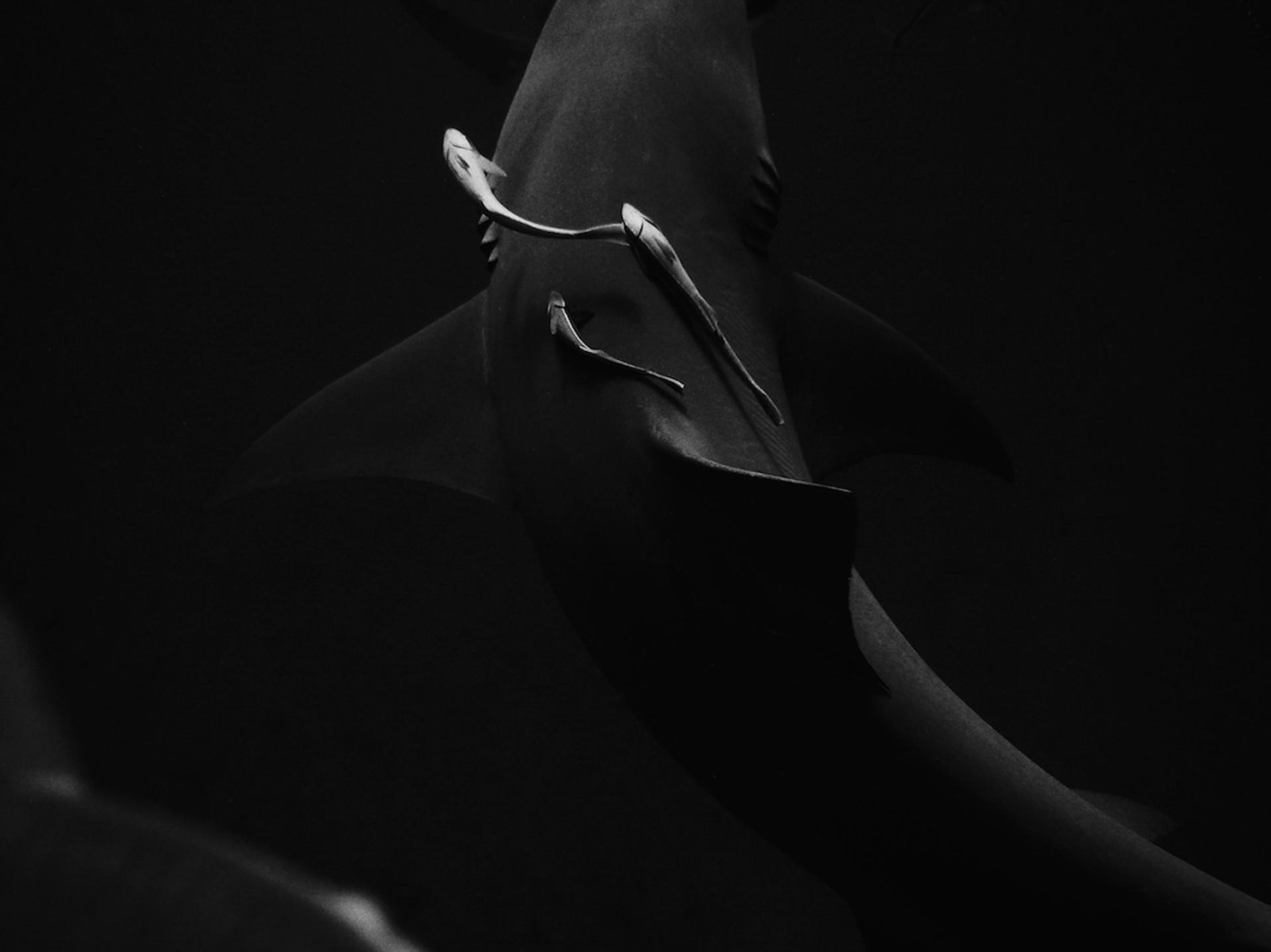 New York Photography Awards Winner - A Symbiotic Relationship
