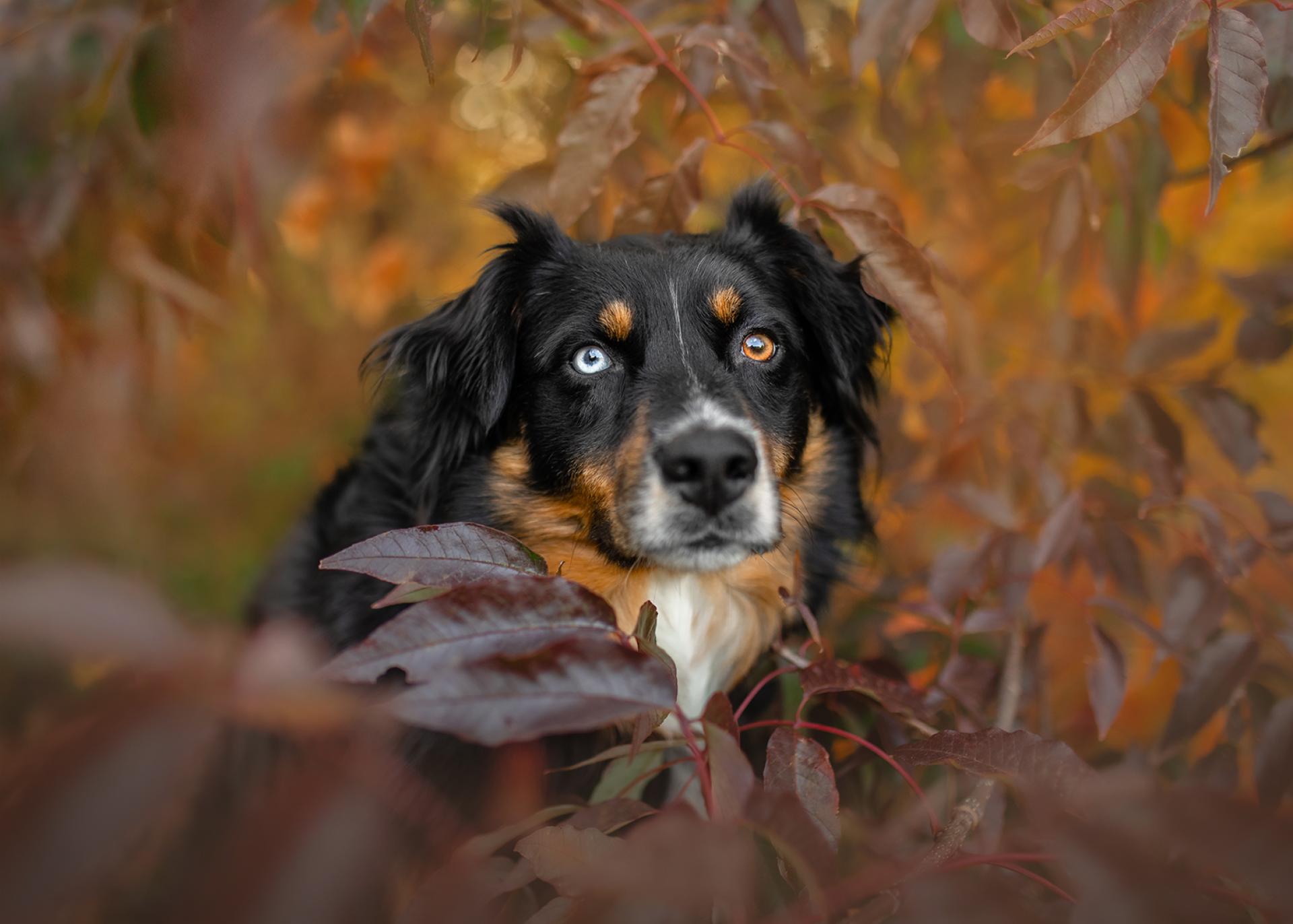 New York Photography Awards Winner - Colors of Autumn