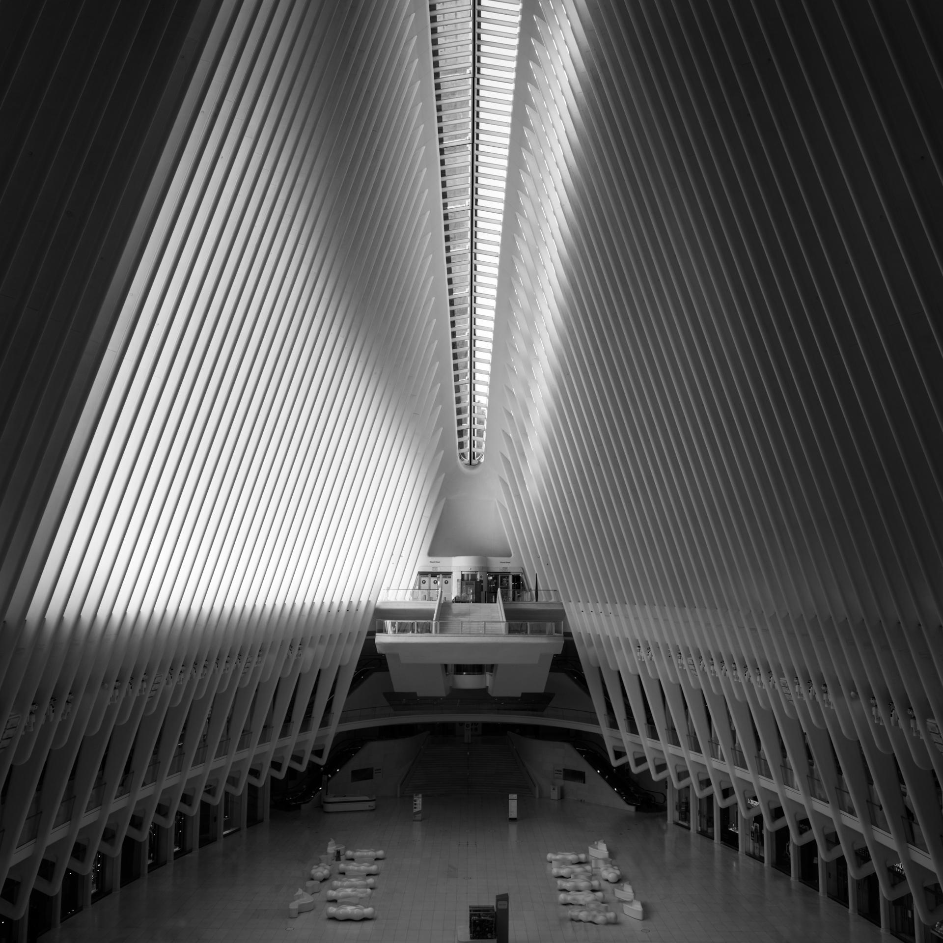New York Photography Awards Winner - WINGED FLIGHT