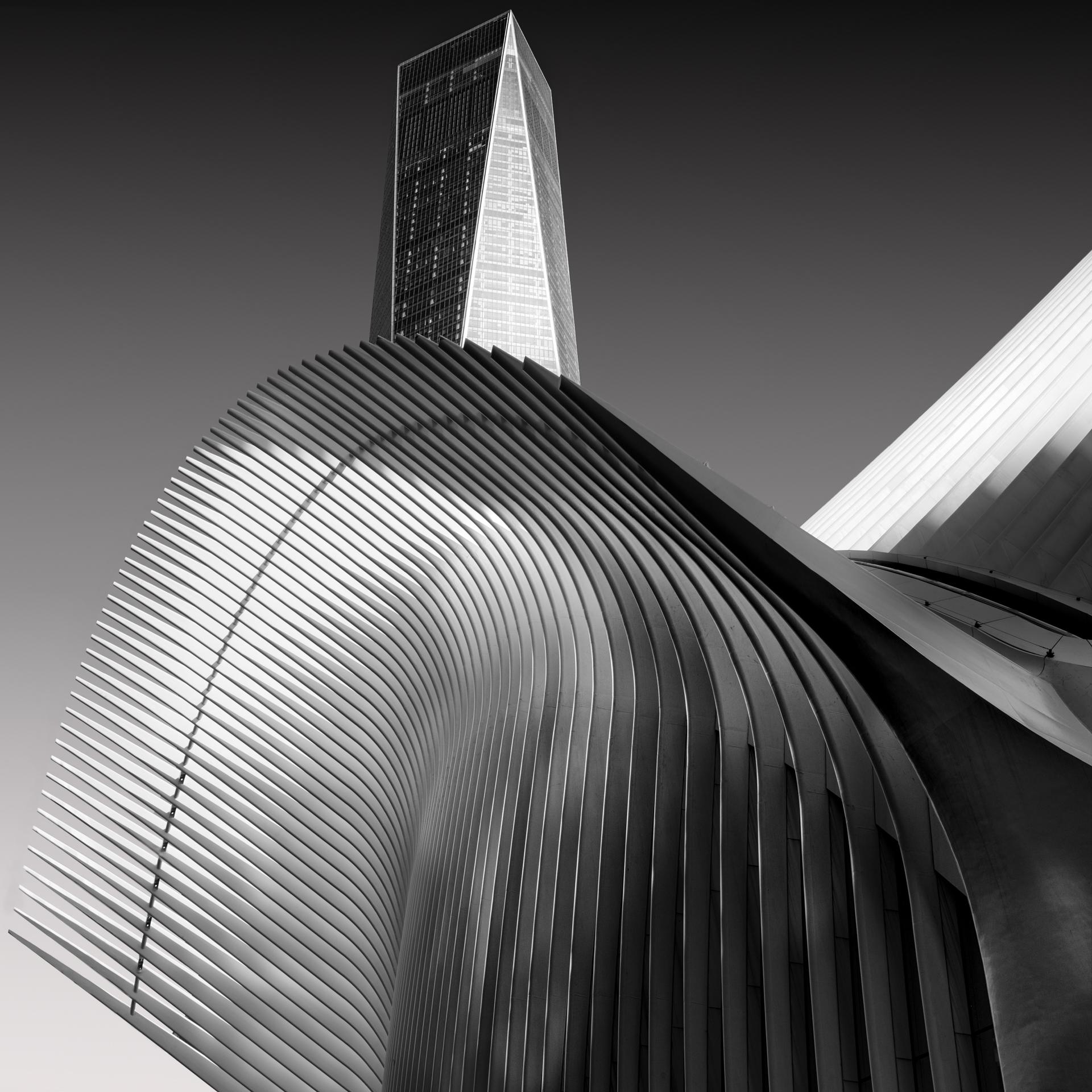 New York Photography Awards Winner - WINGED FLIGHT
