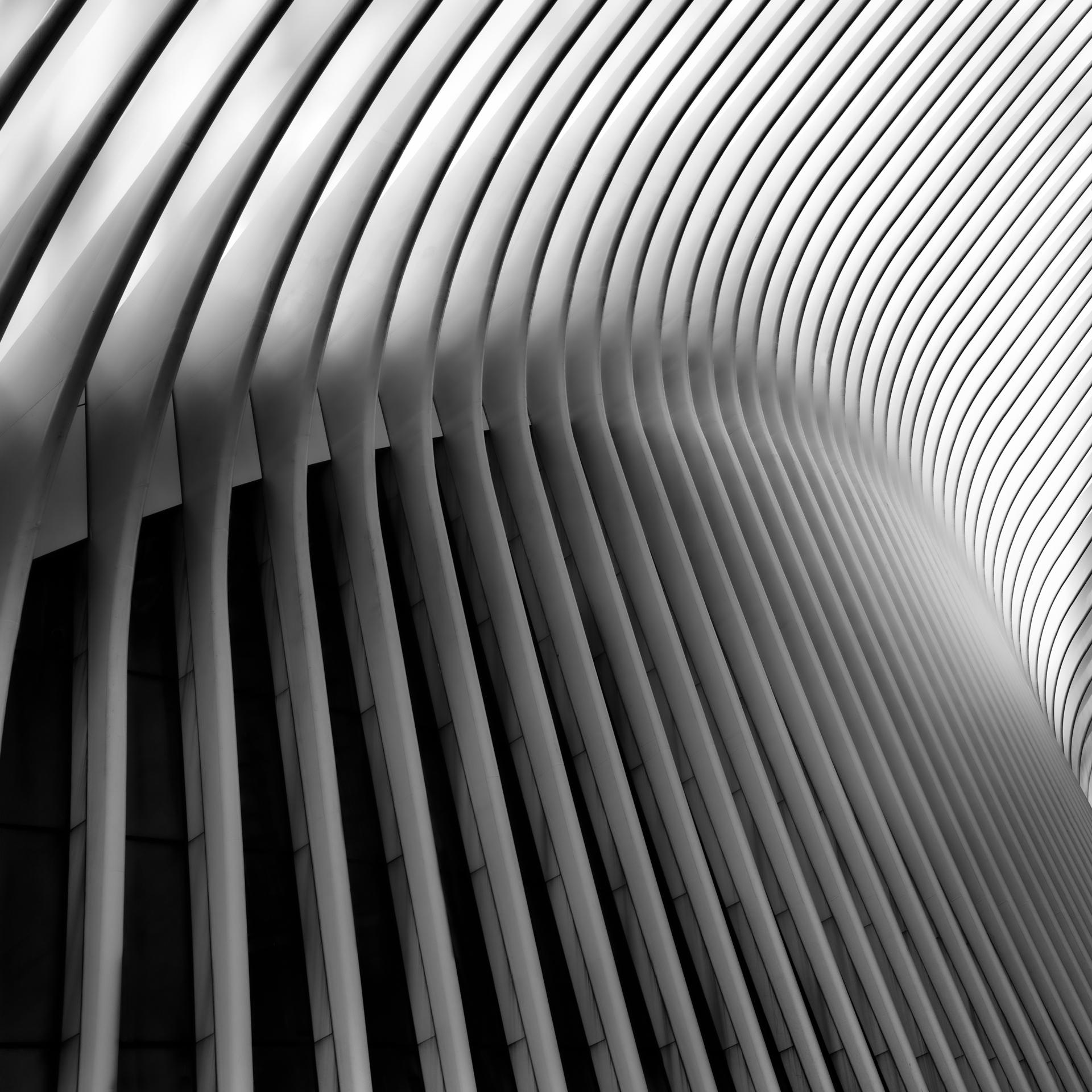 New York Photography Awards Winner - WINGED FLIGHT