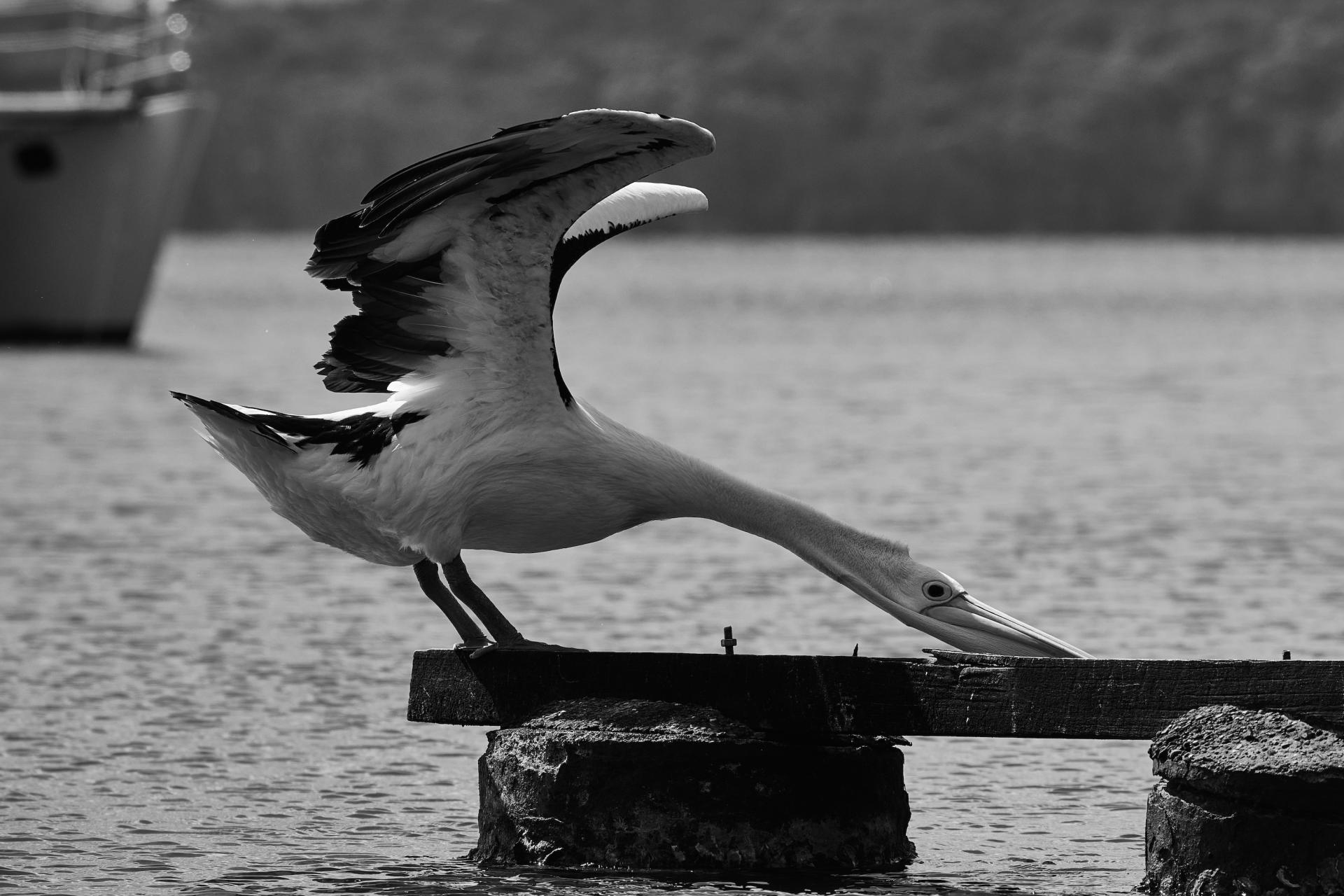 New York Photography Awards Winner - Pelican Yoga