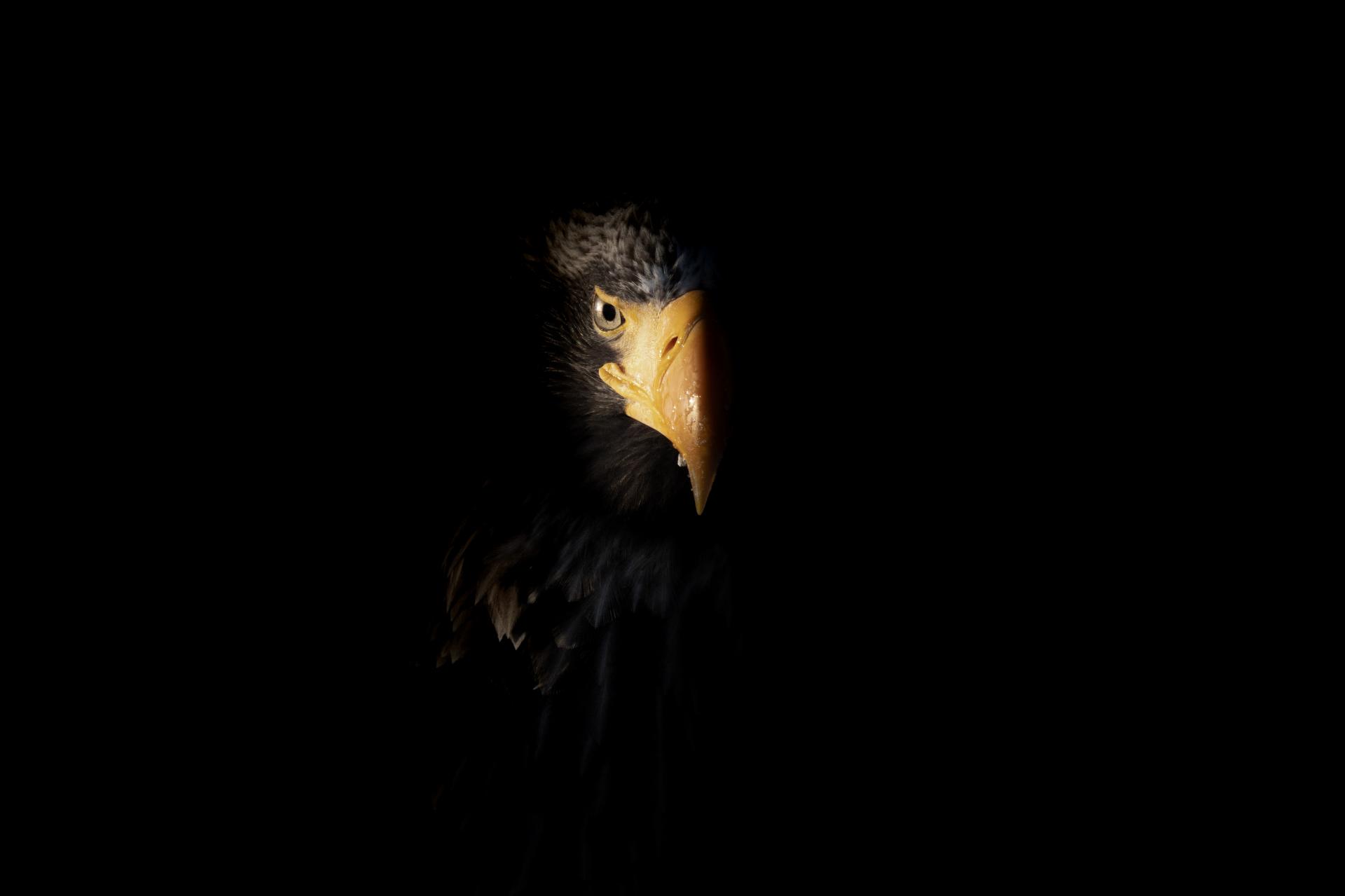 New York Photography Awards Winner - Gaze