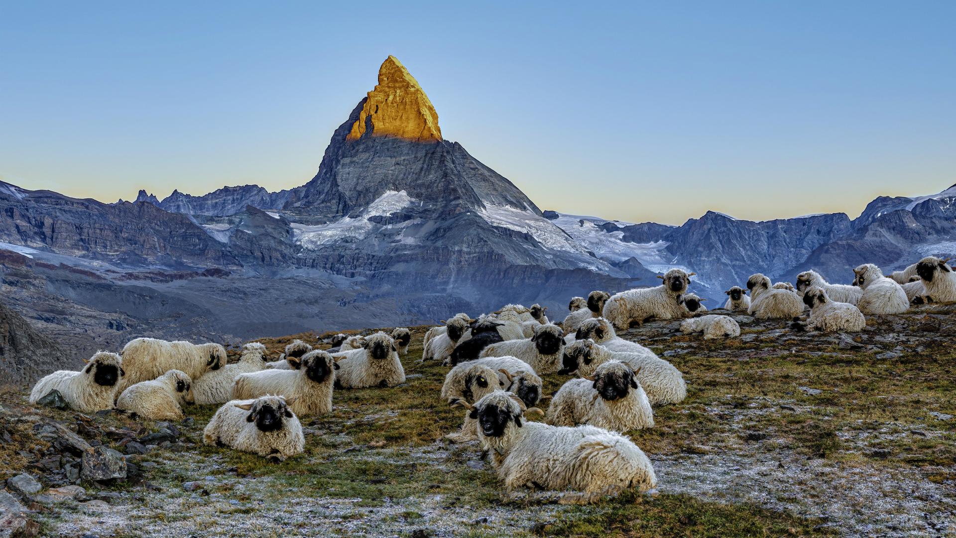 New York Photography Awards Winner - Meet the Sheep at the Matterhorn