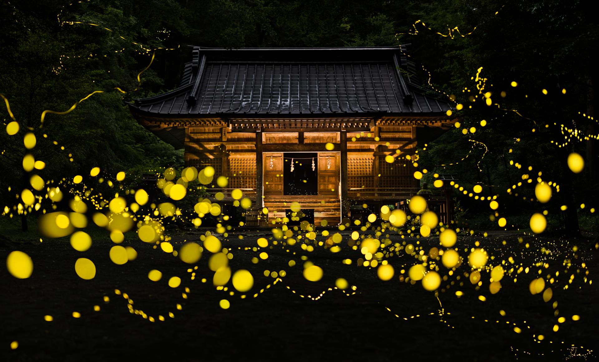 New York Photography Awards Winner - Midsummer night firefly