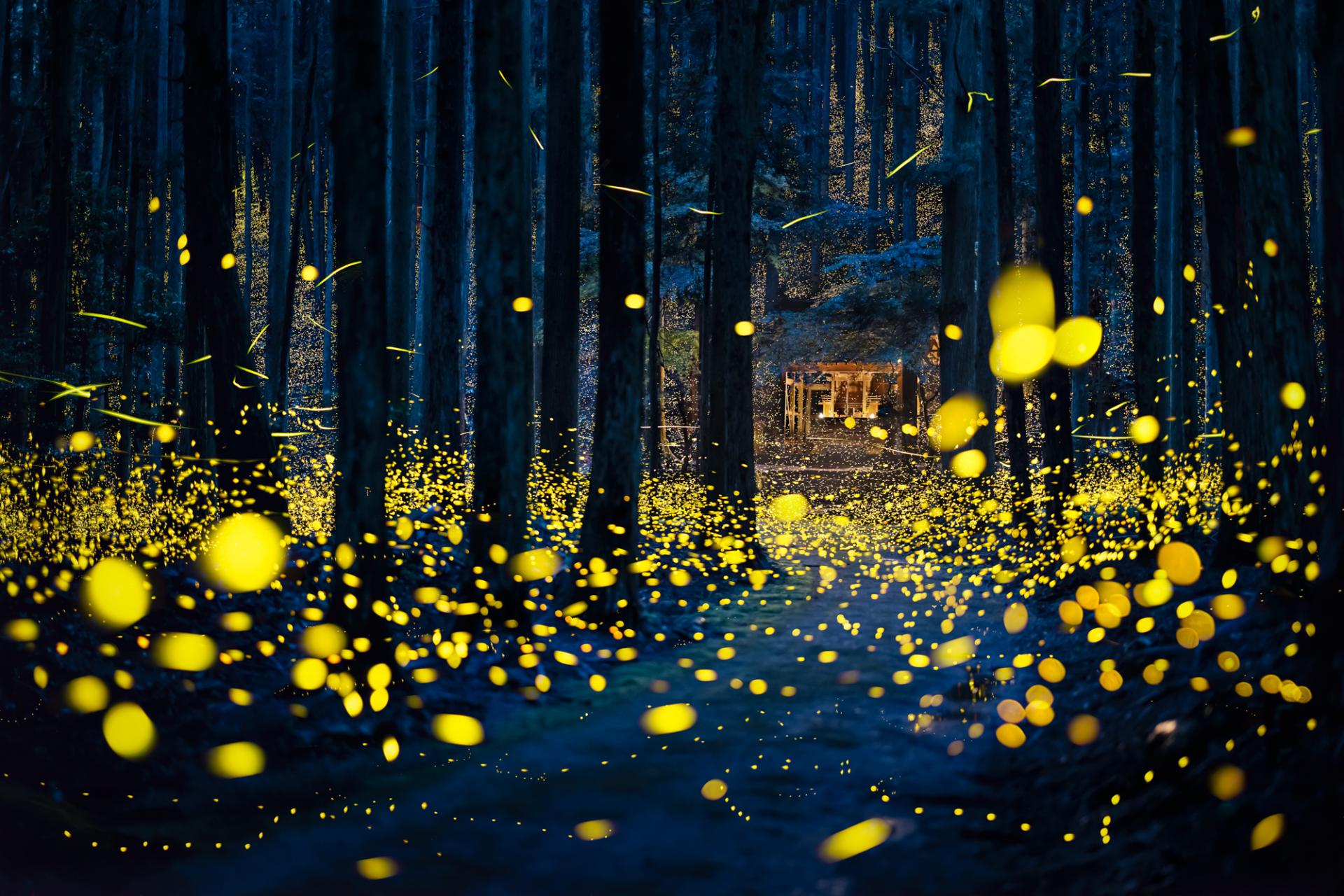 New York Photography Awards Winner - Midsummer night firefly