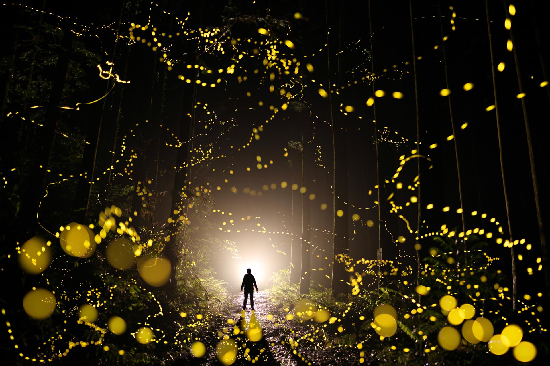 New York Photography Awards Winner - Midsummer night firefly