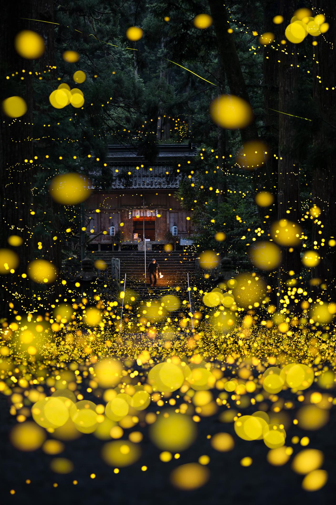 New York Photography Awards Winner - Midsummer night firefly