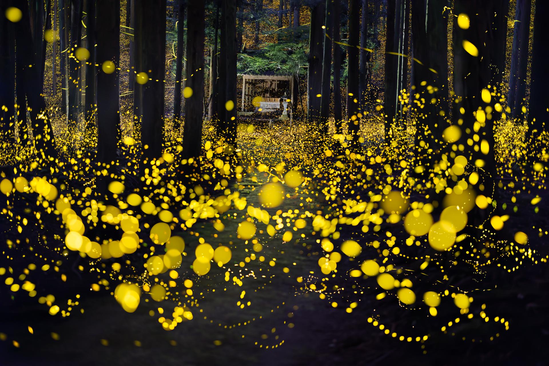 New York Photography Awards Winner - Midsummer night firefly